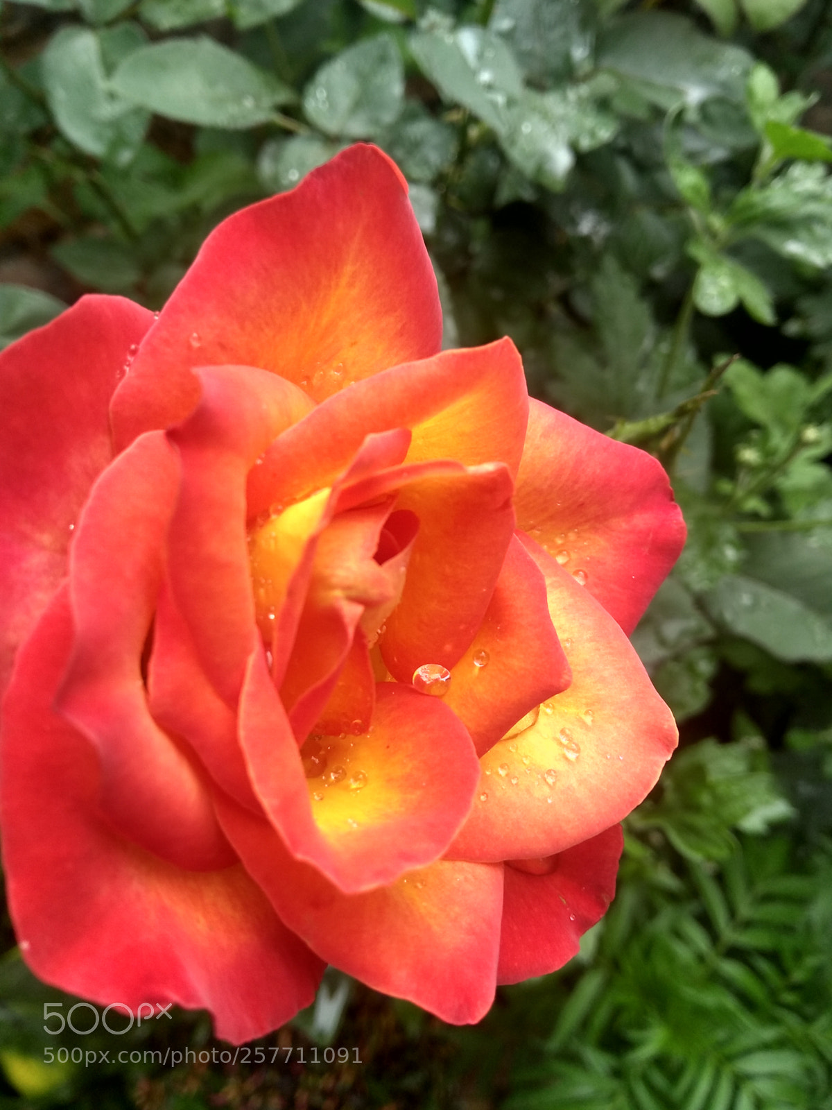 Motorola Moto G (5S) Plus sample photo. Untitled photography