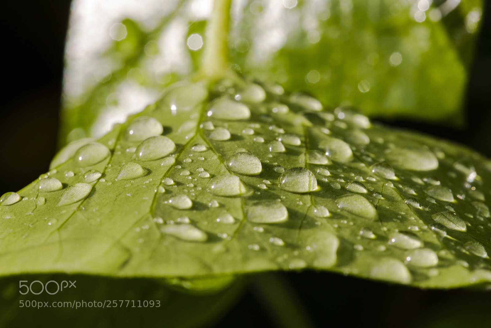 Canon EOS 5D Mark IV sample photo. After the rain photography
