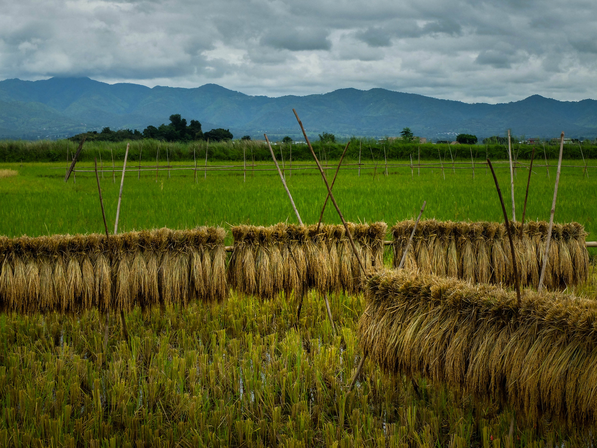 Fujifilm X20 sample photo. Harvest - inle lake photography