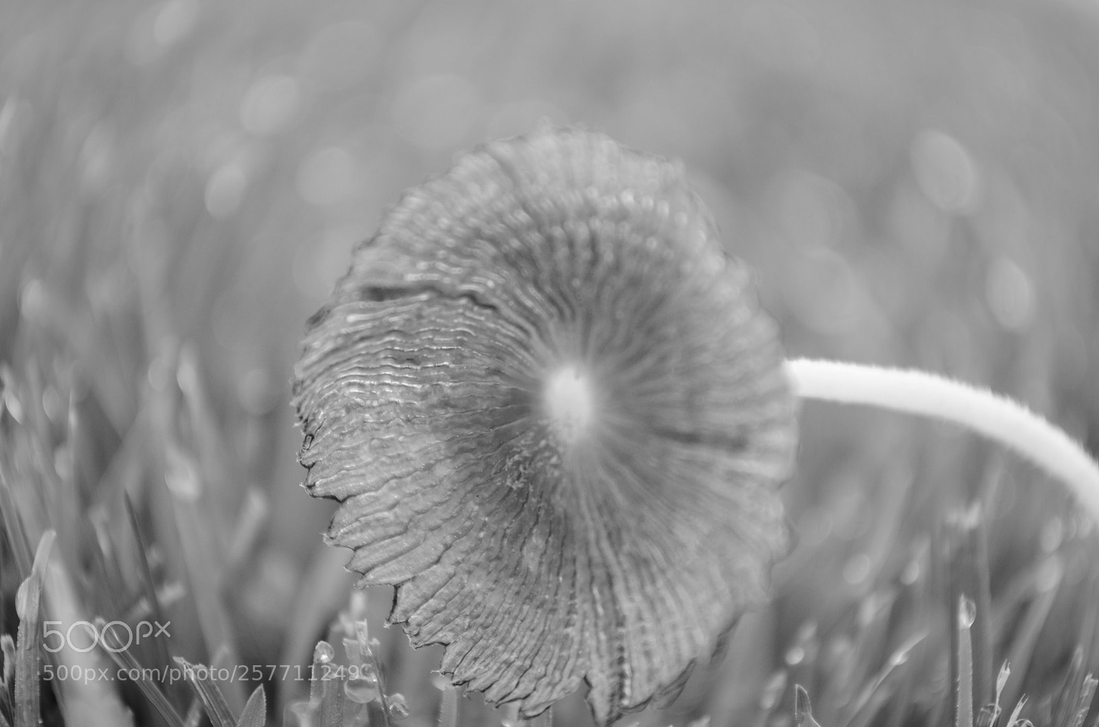 Nikon D5100 sample photo. Singing in the rain photography