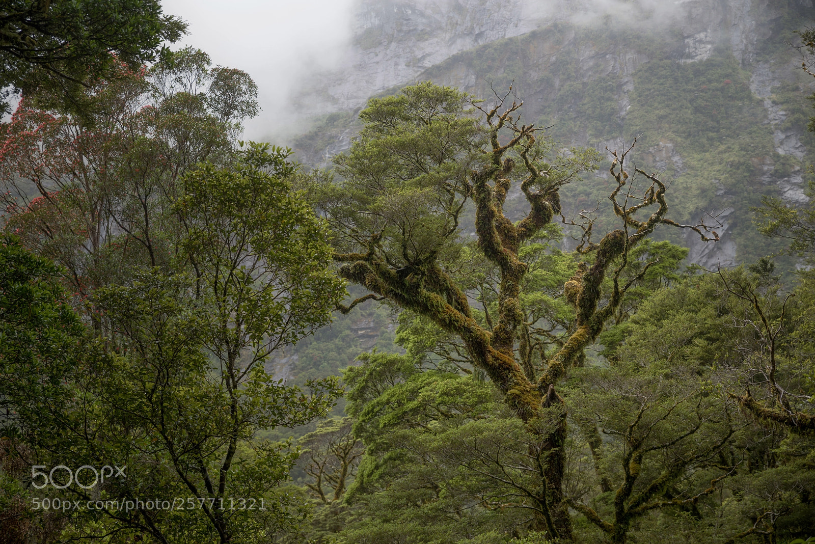 Pentax K-1 sample photo. Fiordland tree top photography
