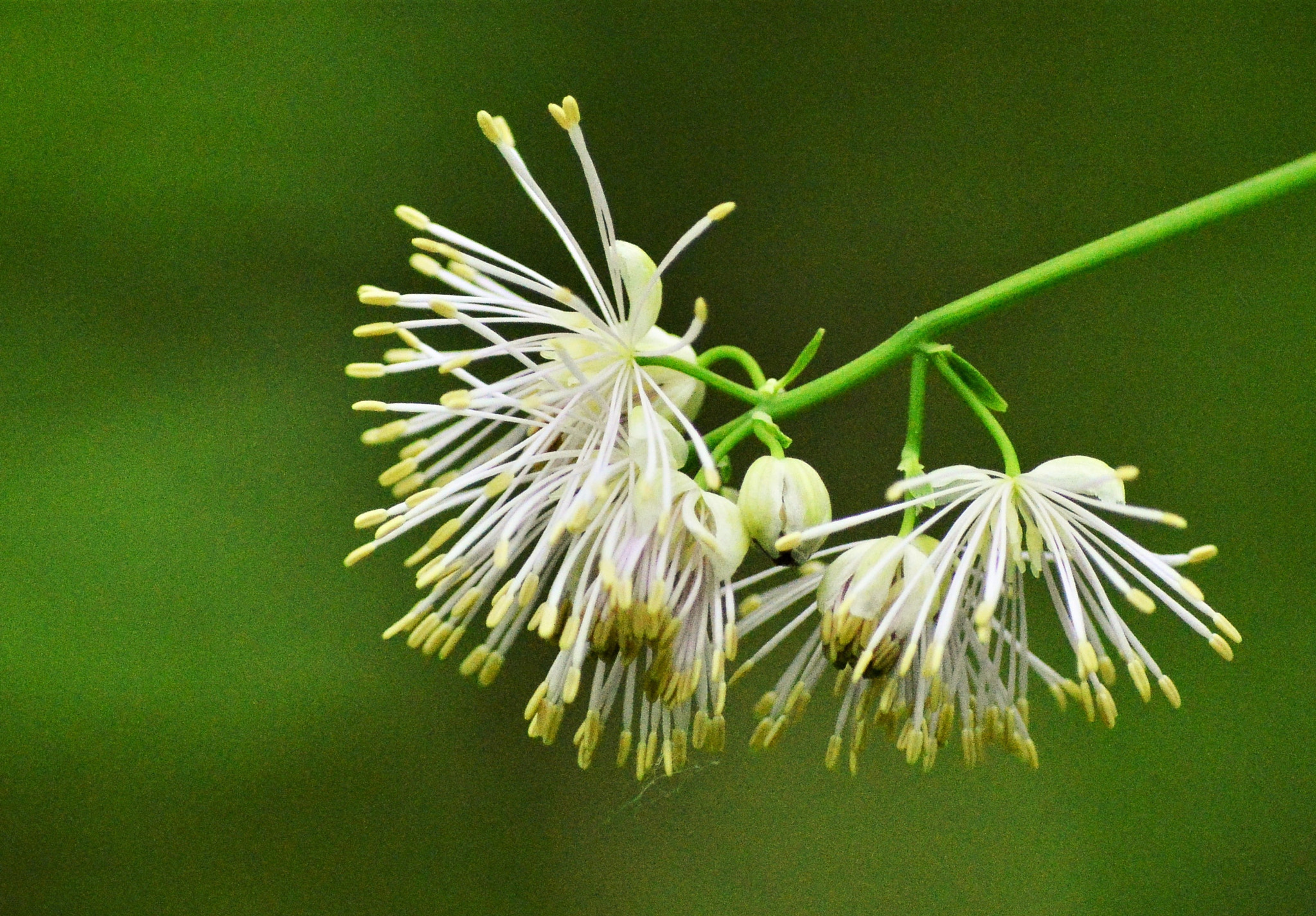 Nikon D3200 sample photo
