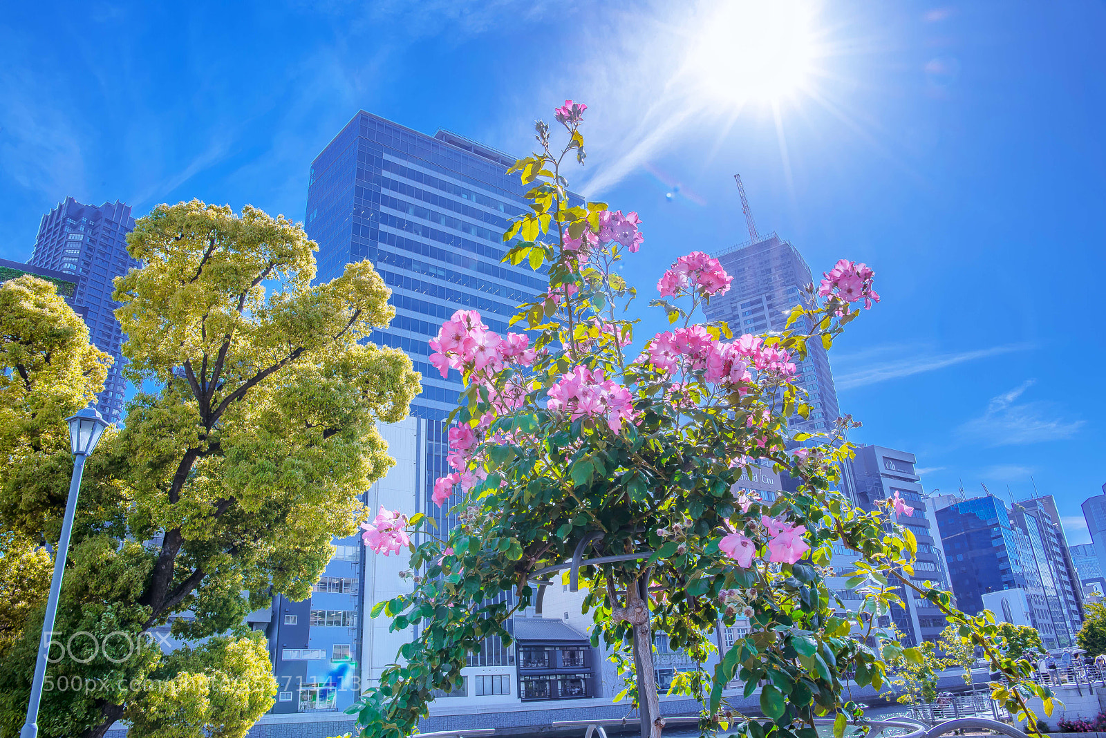 Nikon D800E sample photo. Osaka middle island rose photography