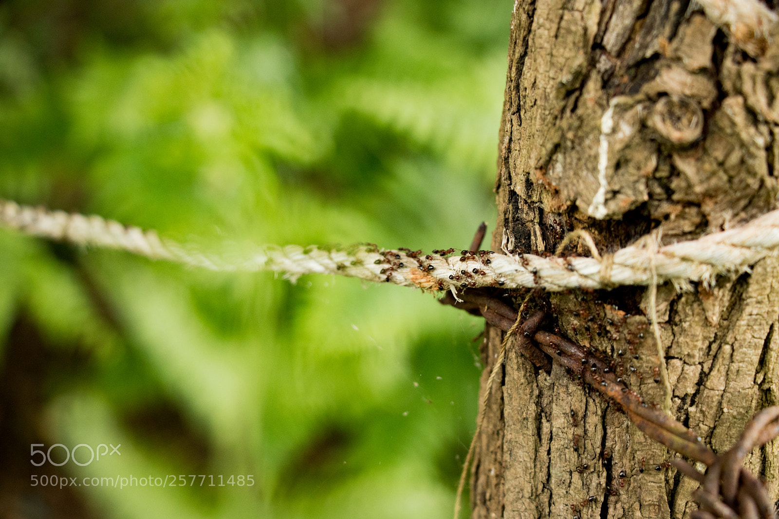 Canon EOS 80D sample photo. Ants on the rope photography
