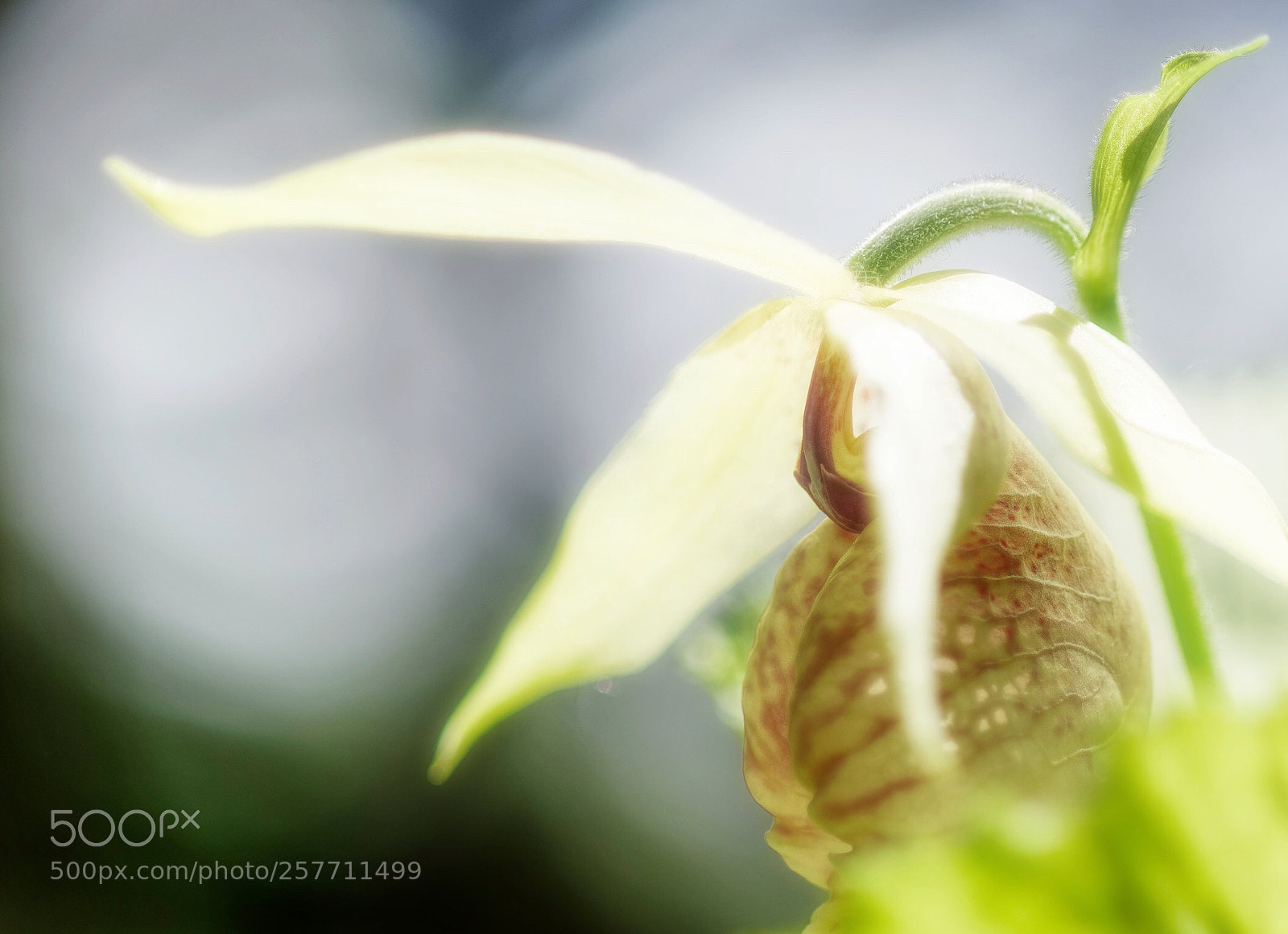 Nikon D5300 sample photo. Kumagaisou photography