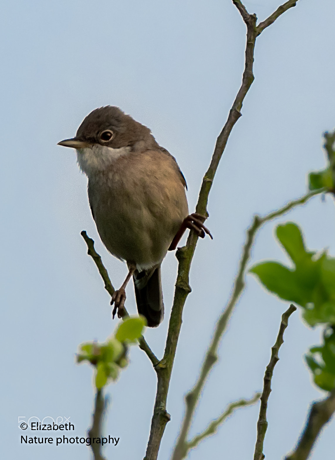 Nikon AF-S Nikkor 200-500mm F5.6E ED VR sample photo. Common whitethroat at its territory photography