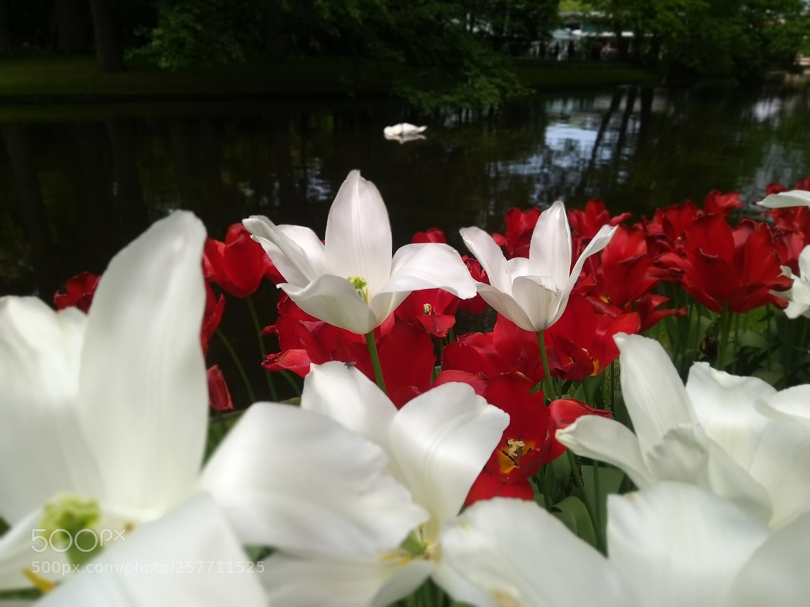 Motorola Moto G (5S) Plus sample photo. Relaxing swan photography
