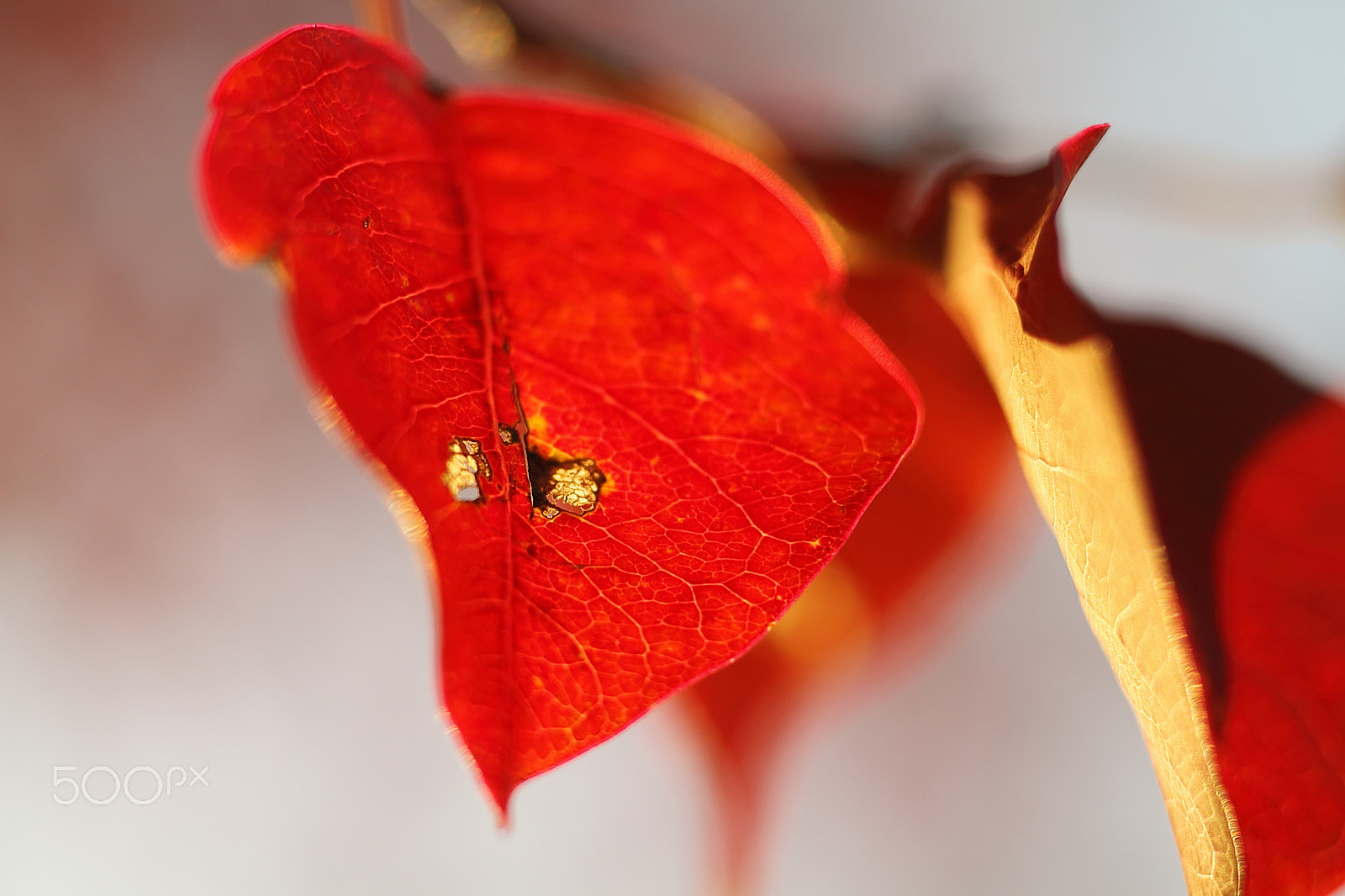 Canon EOS 7D + Canon EF 50mm F1.8 II sample photo. Autumn leaves photography