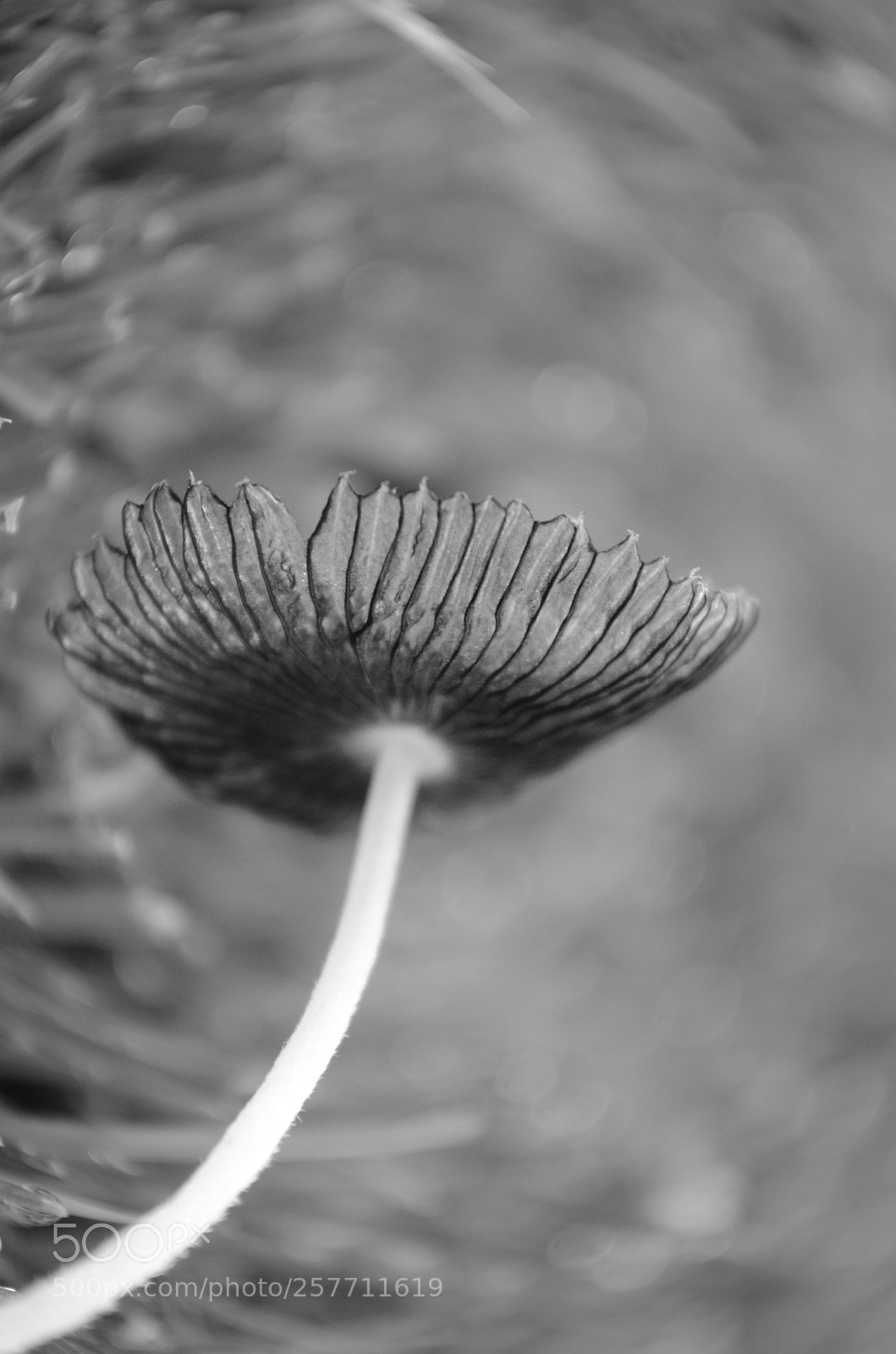 Nikon D5100 sample photo. After the rain photography