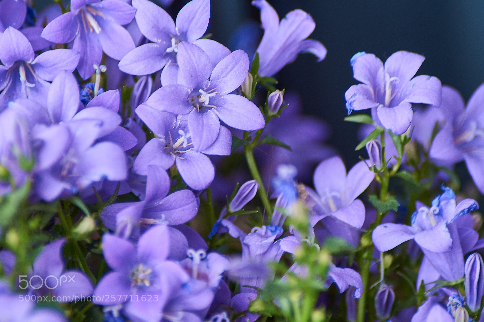 Sony SLT-A58 sample photo. Moradas photography