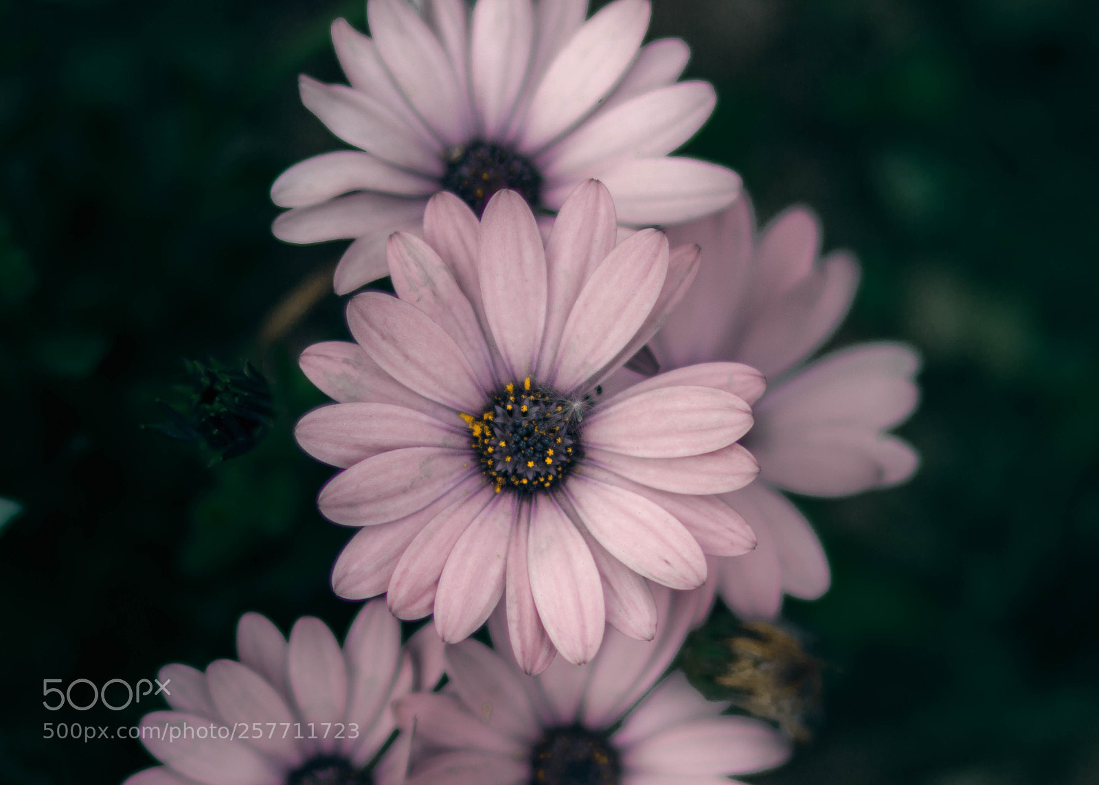 Canon EOS 70D sample photo. Flower photography