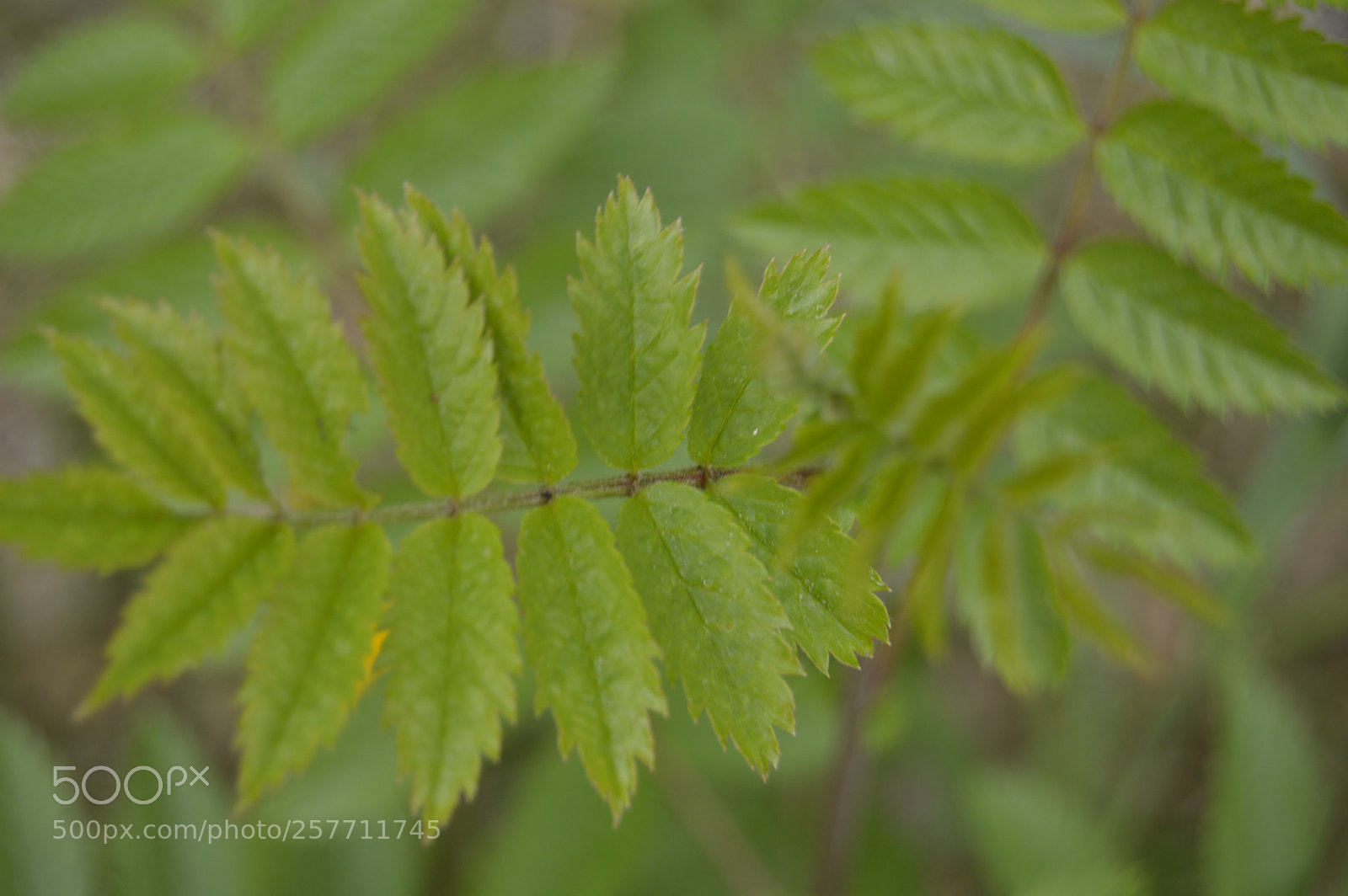 Nikon D3200 sample photo. Dansk natur photography