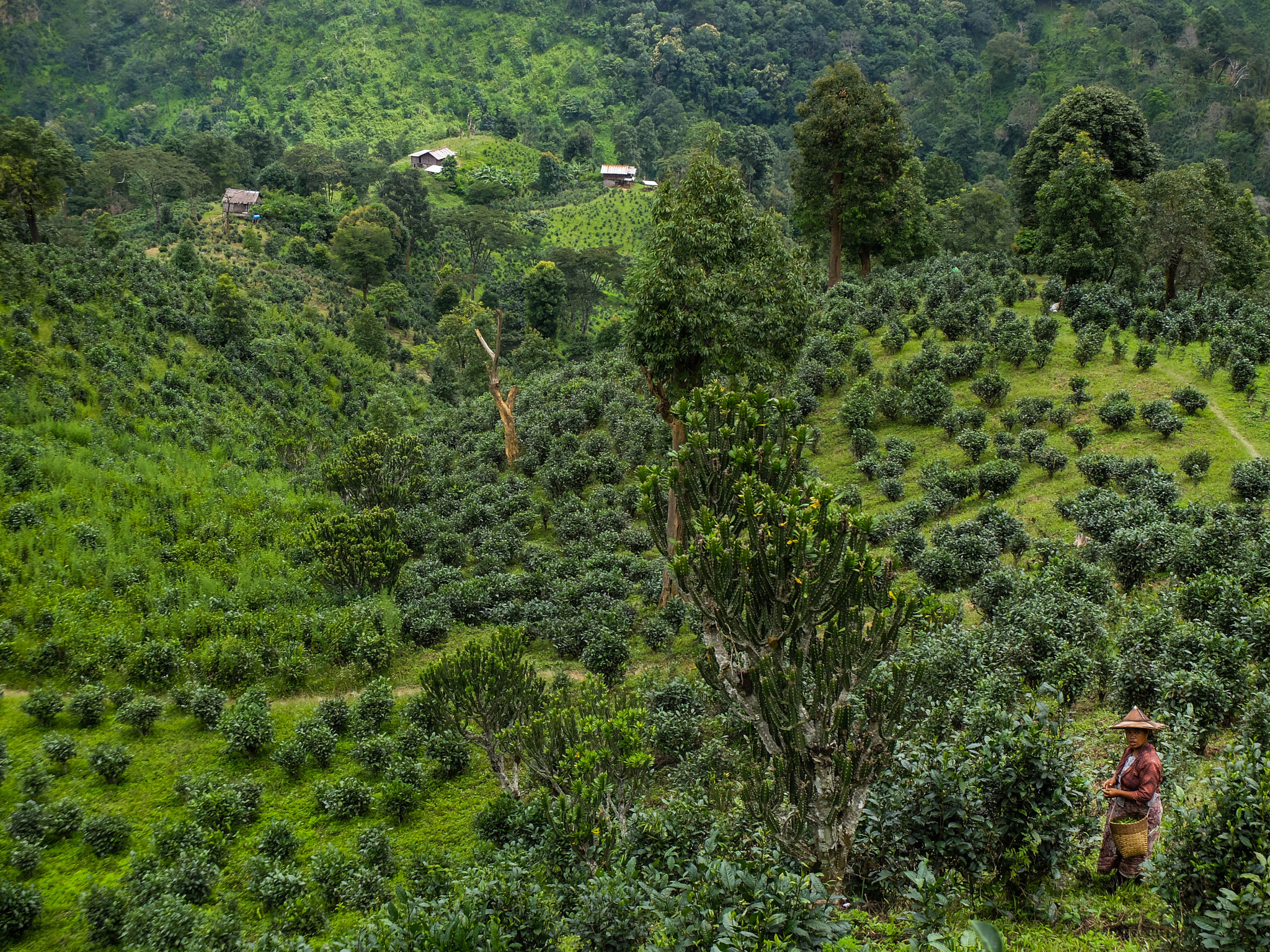 Fujifilm X20 sample photo. Tea fields - shan state photography