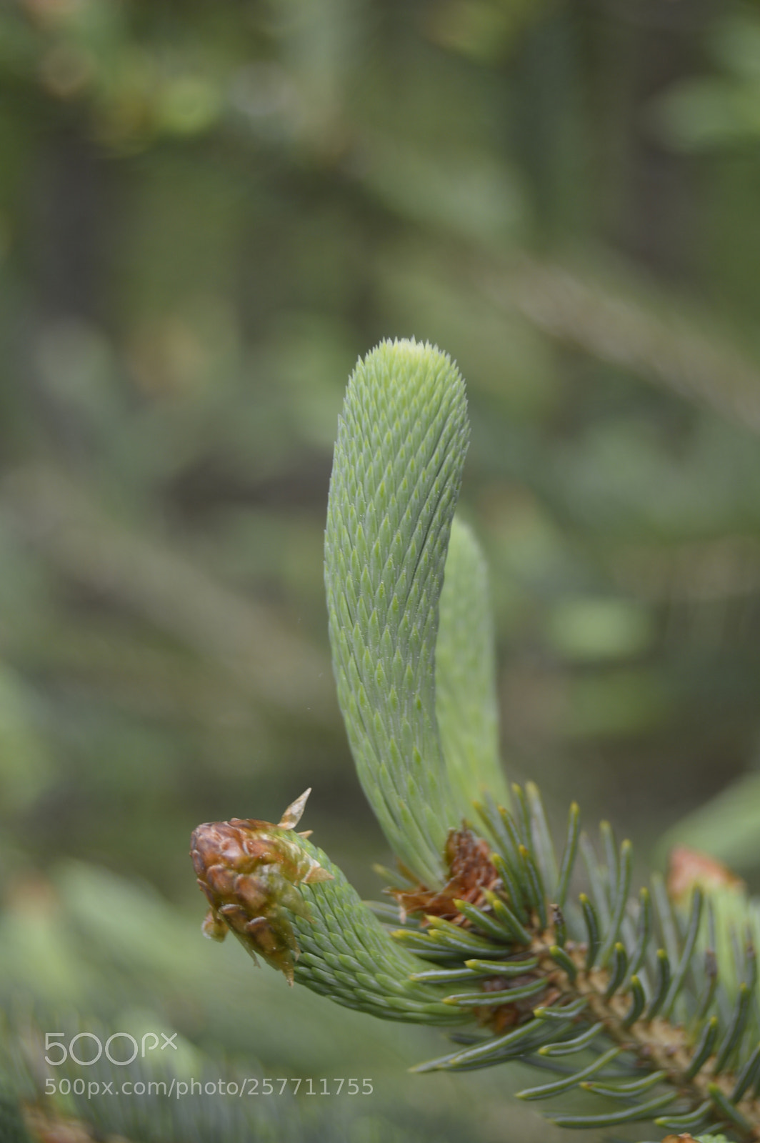 Nikon D3200 sample photo. Dansk natur photography