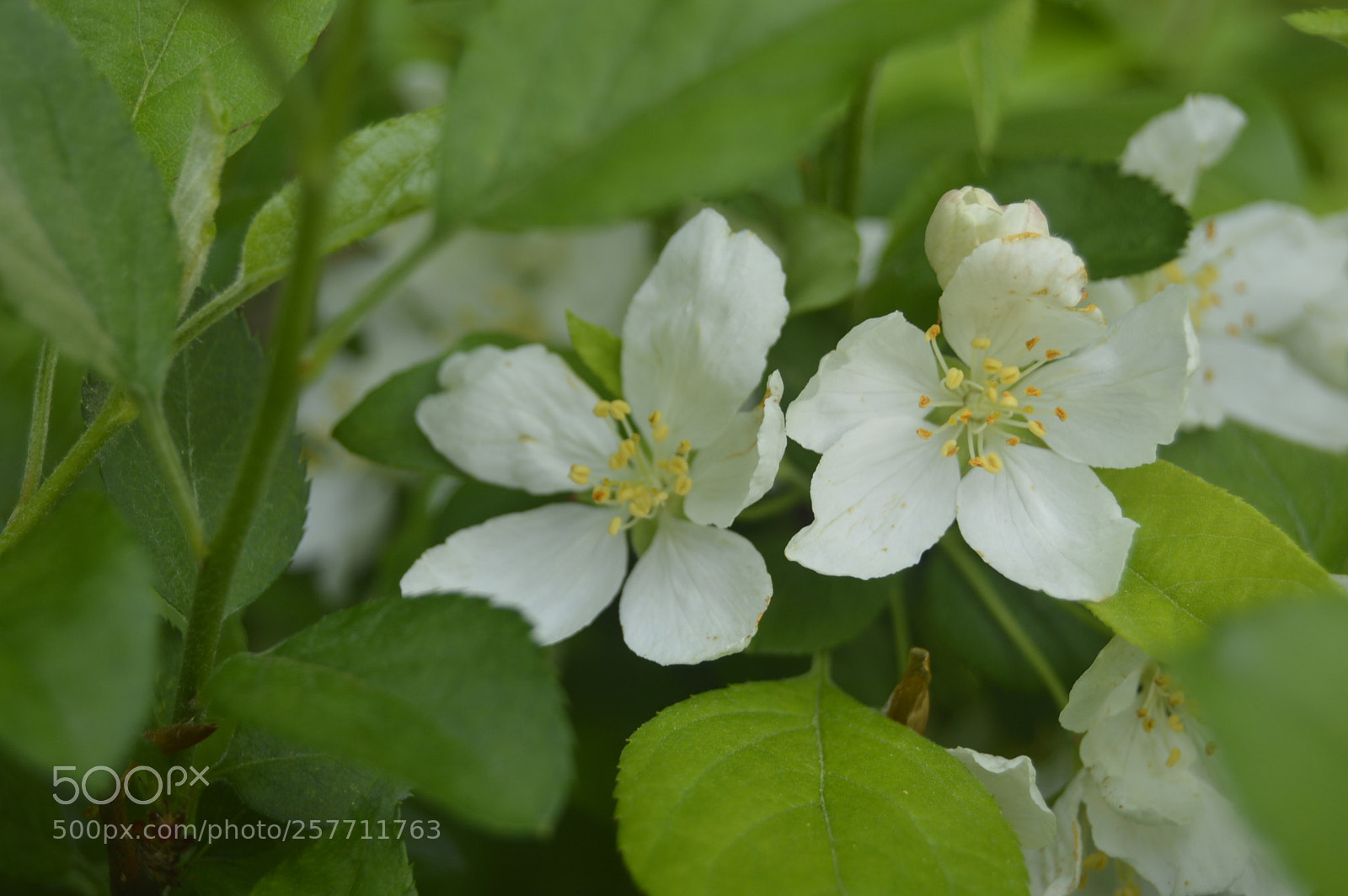 Nikon D3200 sample photo. Dansk natur photography