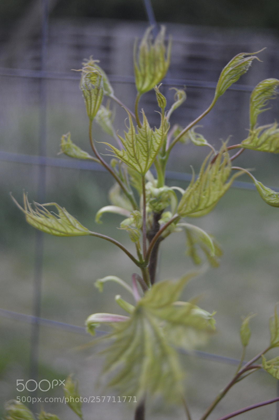 Nikon D3200 sample photo. Dansk natur photography
