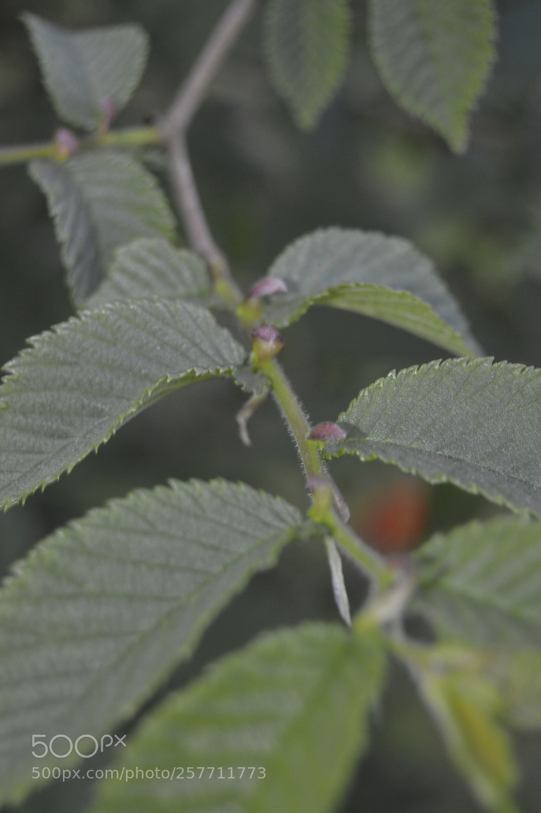 Nikon D3200 sample photo. Dansk natur photography