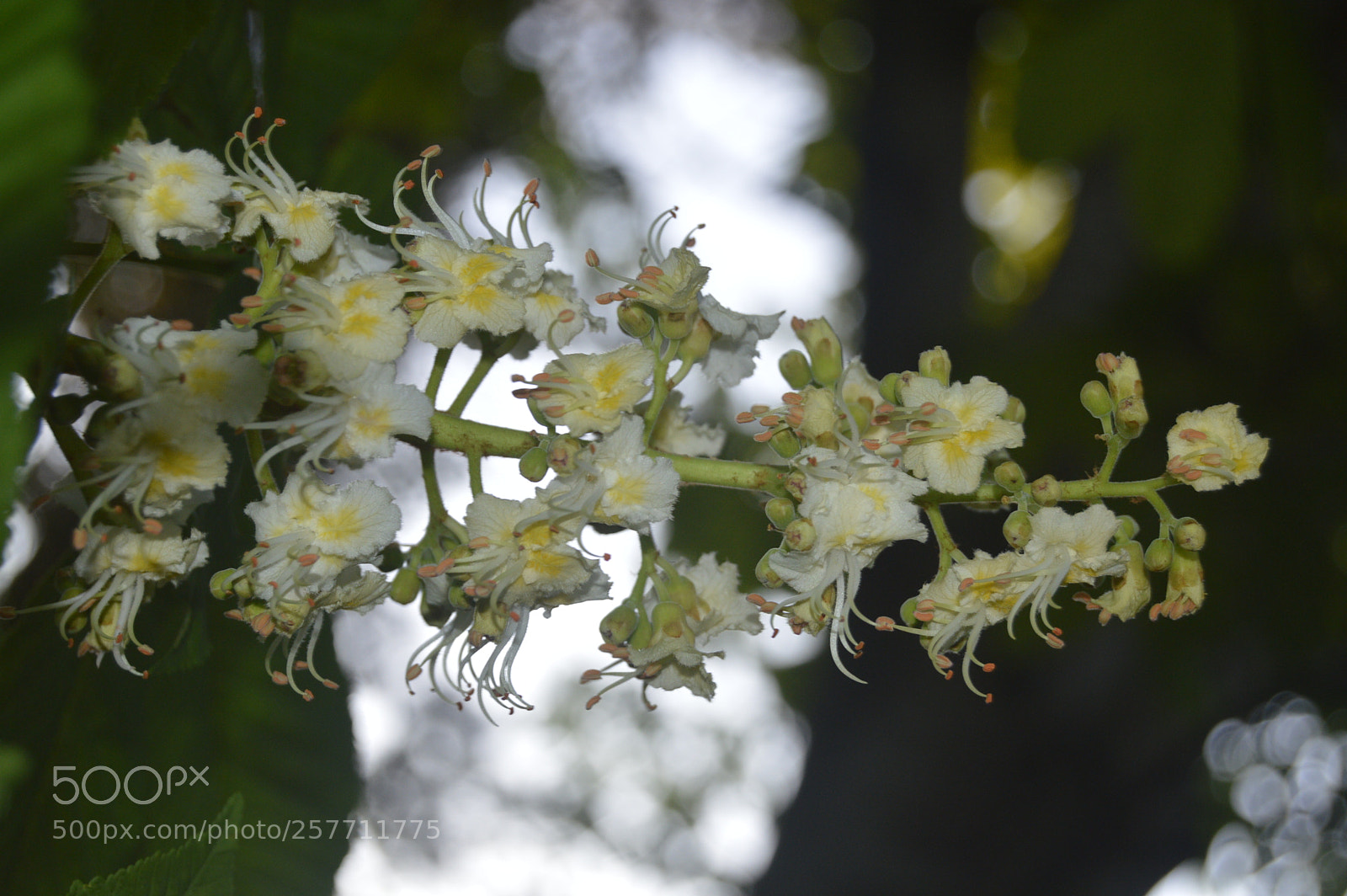 Nikon D3200 sample photo. Dansk natur photography