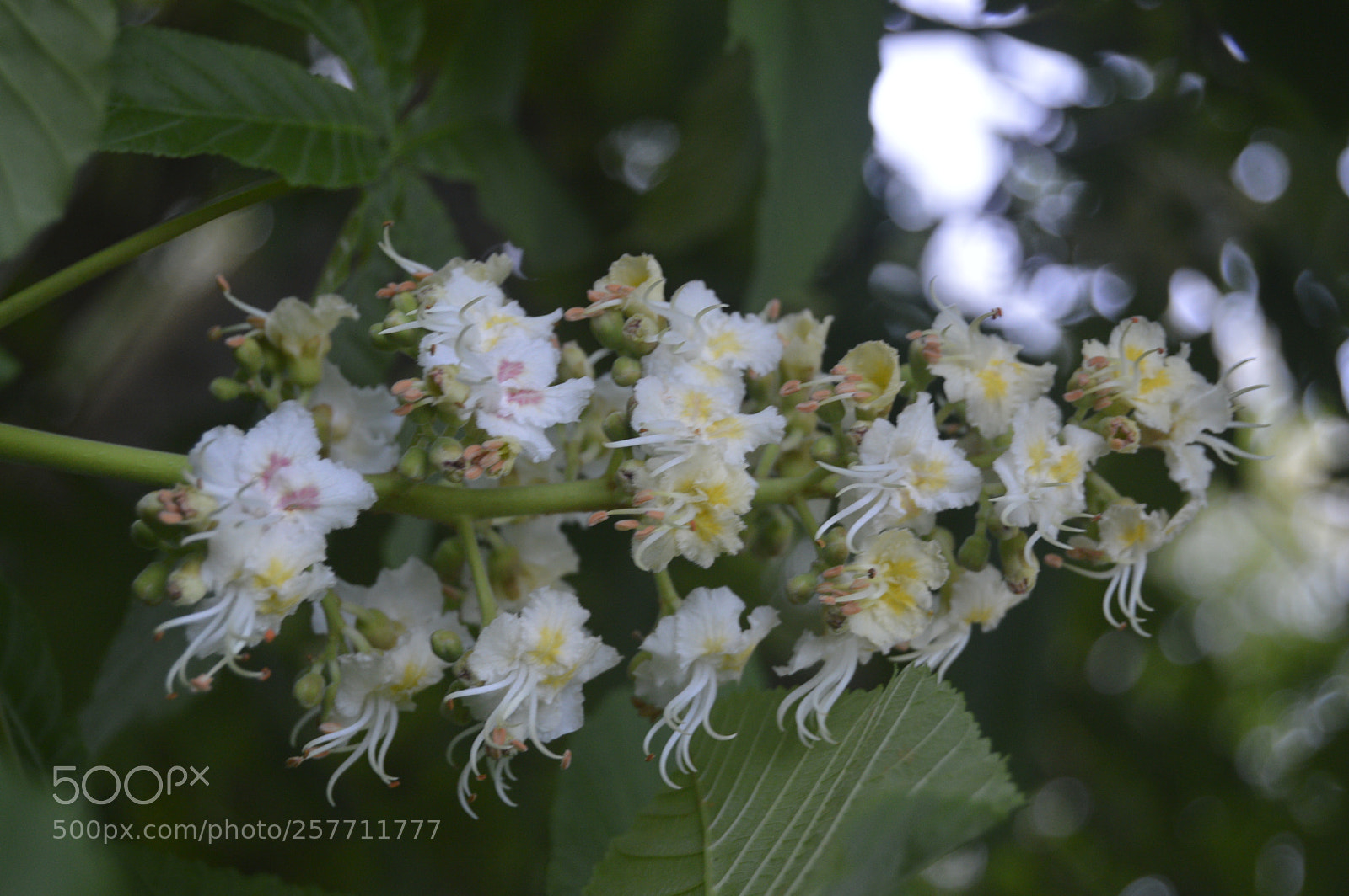 Nikon D3200 sample photo. Dansk natur photography