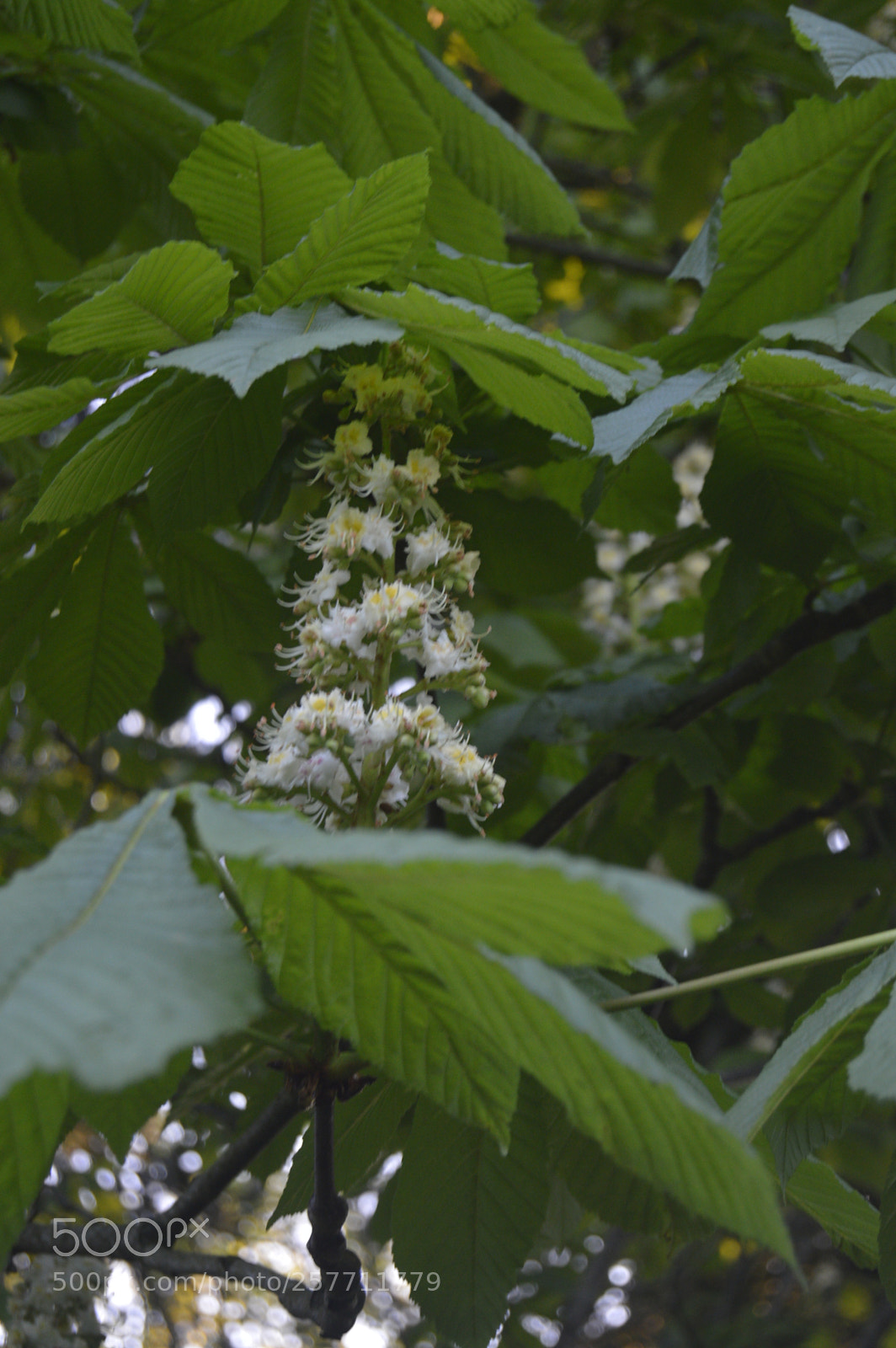Nikon D3200 sample photo. Dansk natur photography