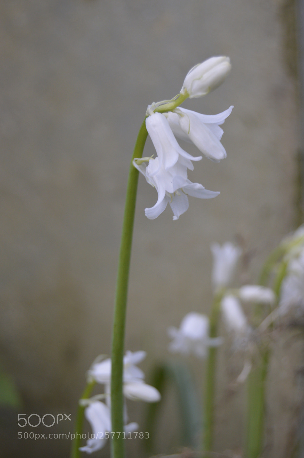 Nikon D3200 sample photo. Dansk natur photography