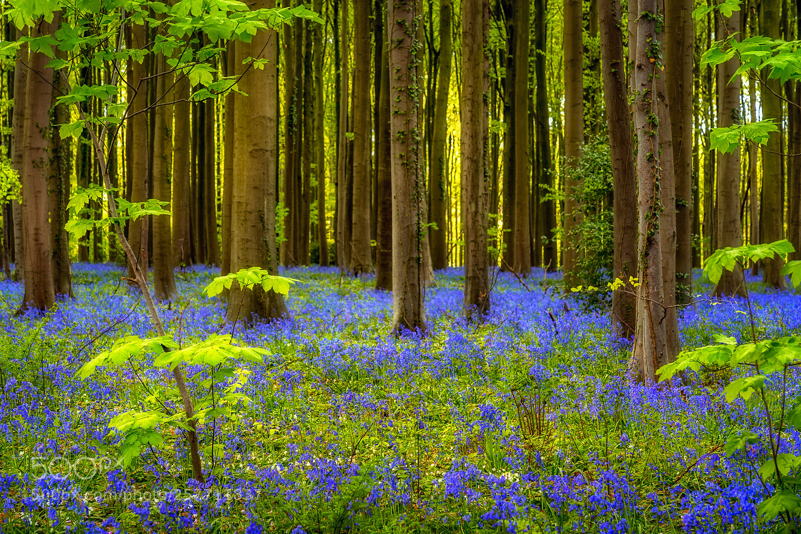 Sony a7 III sample photo. Green and blue photography
