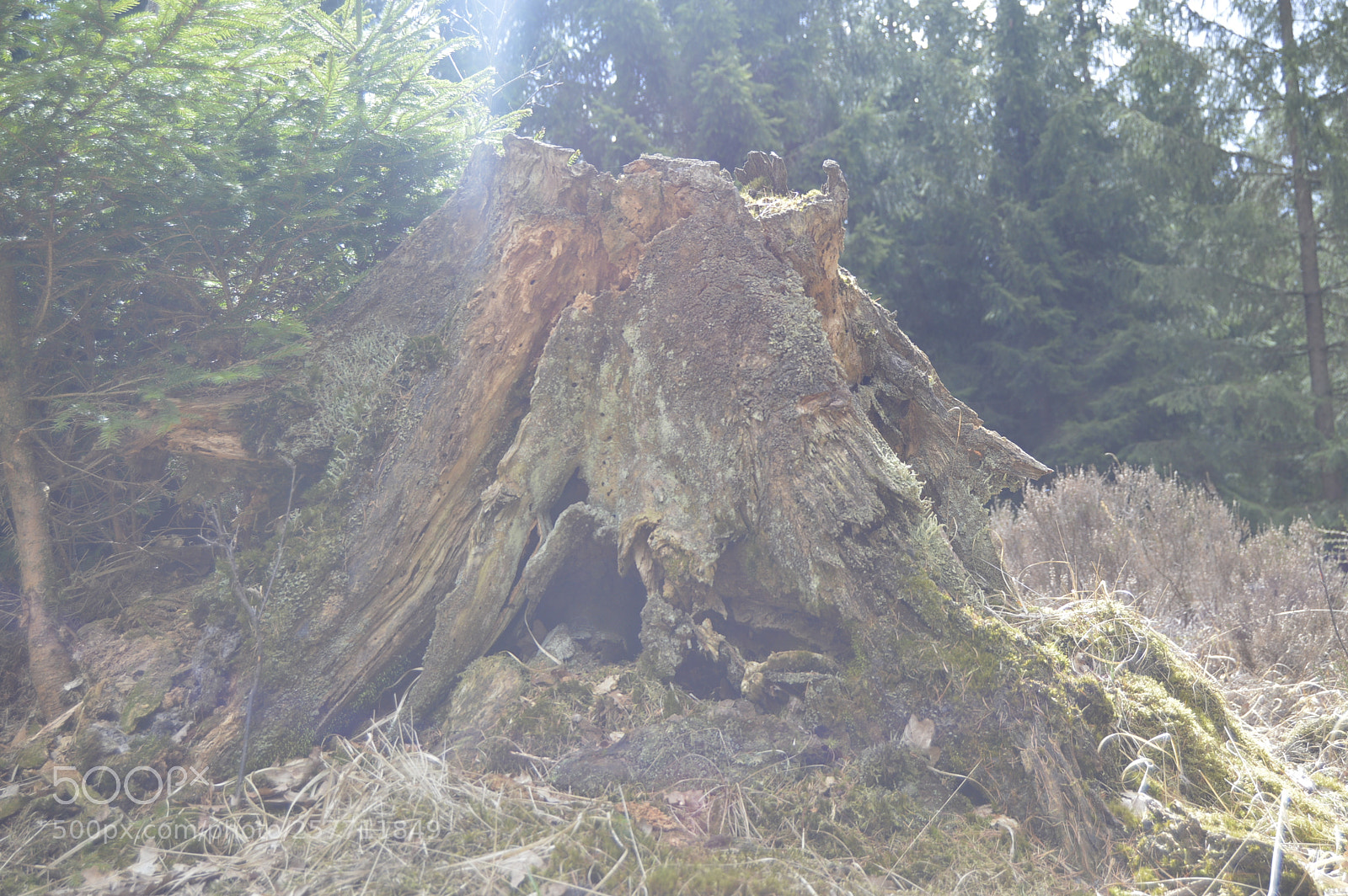 Nikon D3200 sample photo. Dansk natur photography
