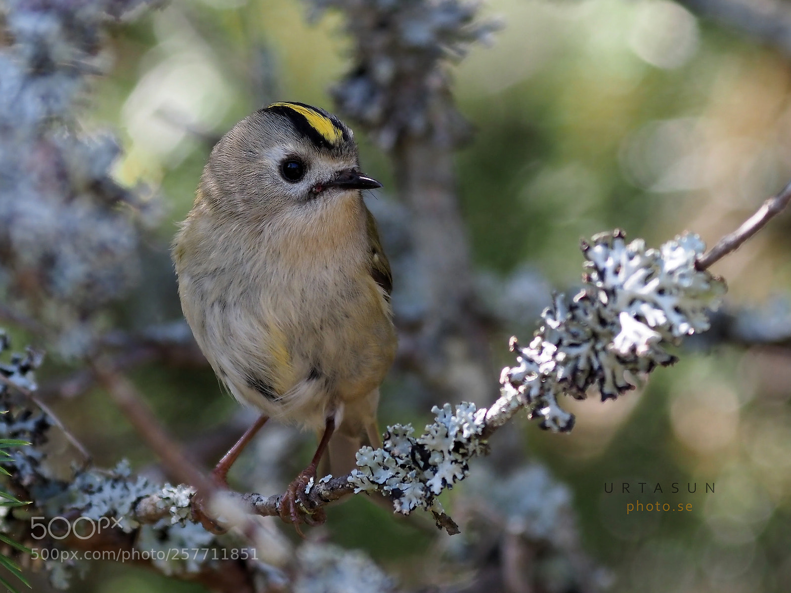 Olympus OM-D E-M1 Mark II sample photo. Kinglet 2 photography