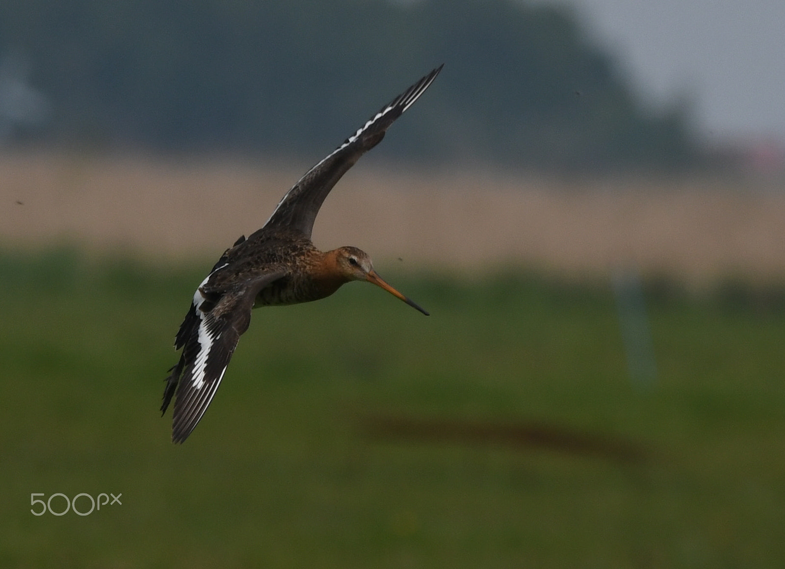 Nikon D500 sample photo. Black-tailed godwit (limosa limosa) photography