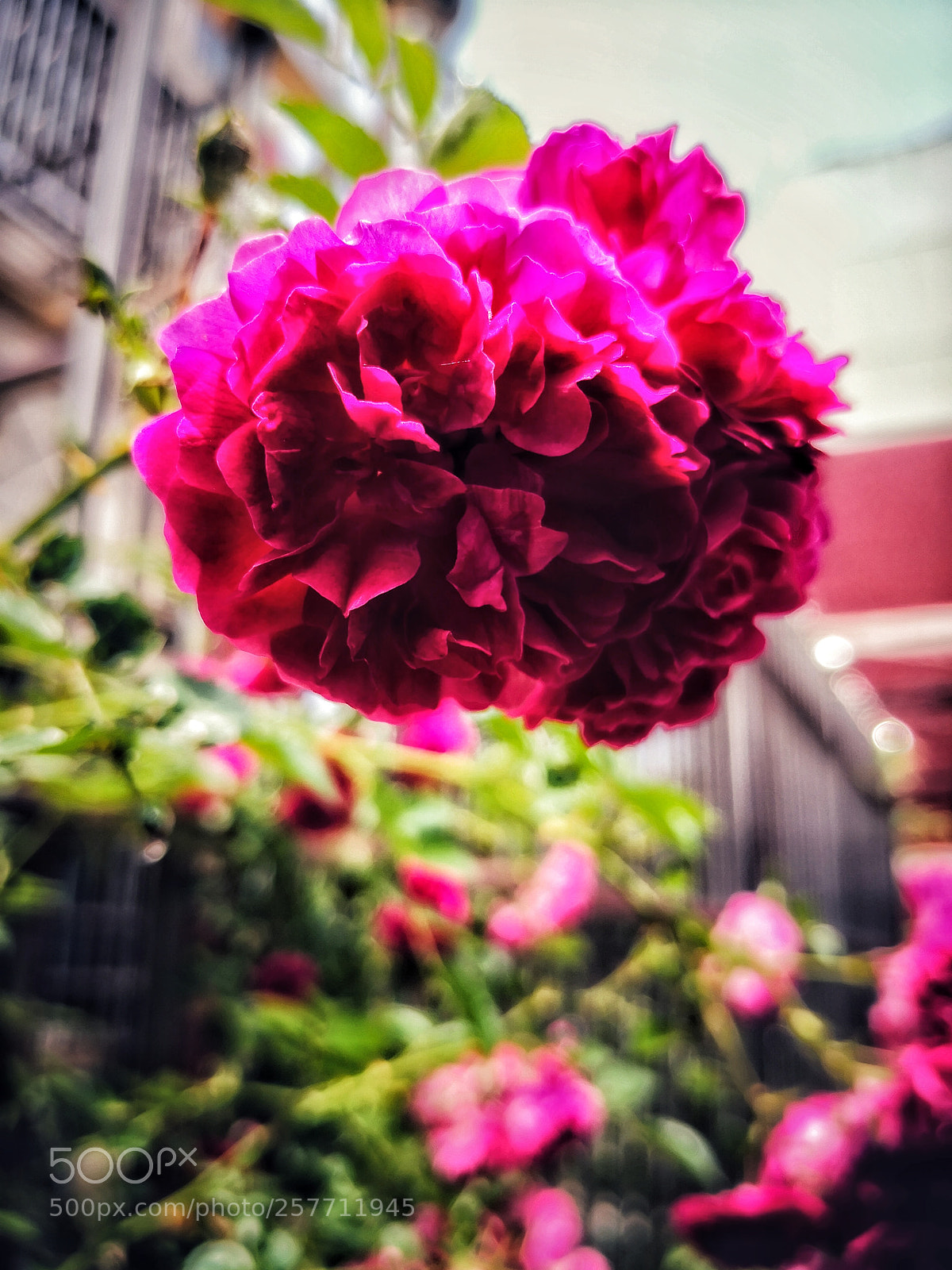 HUAWEI Mate 10 sample photo. Untitled photography