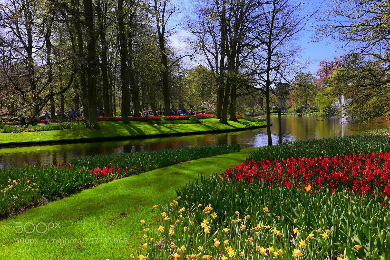 Canon EF 24-70mm F4L IS USM sample photo. Keukenhof photography