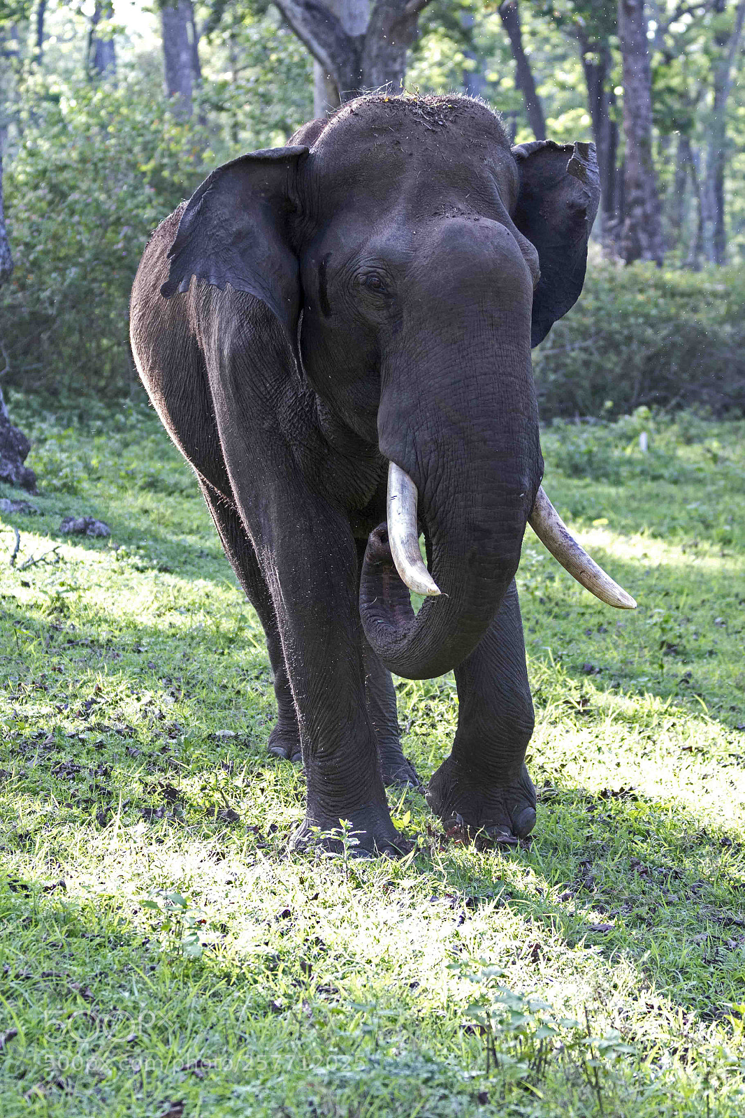 Canon EOS 7D Mark II sample photo. Musth!!! tusker photography