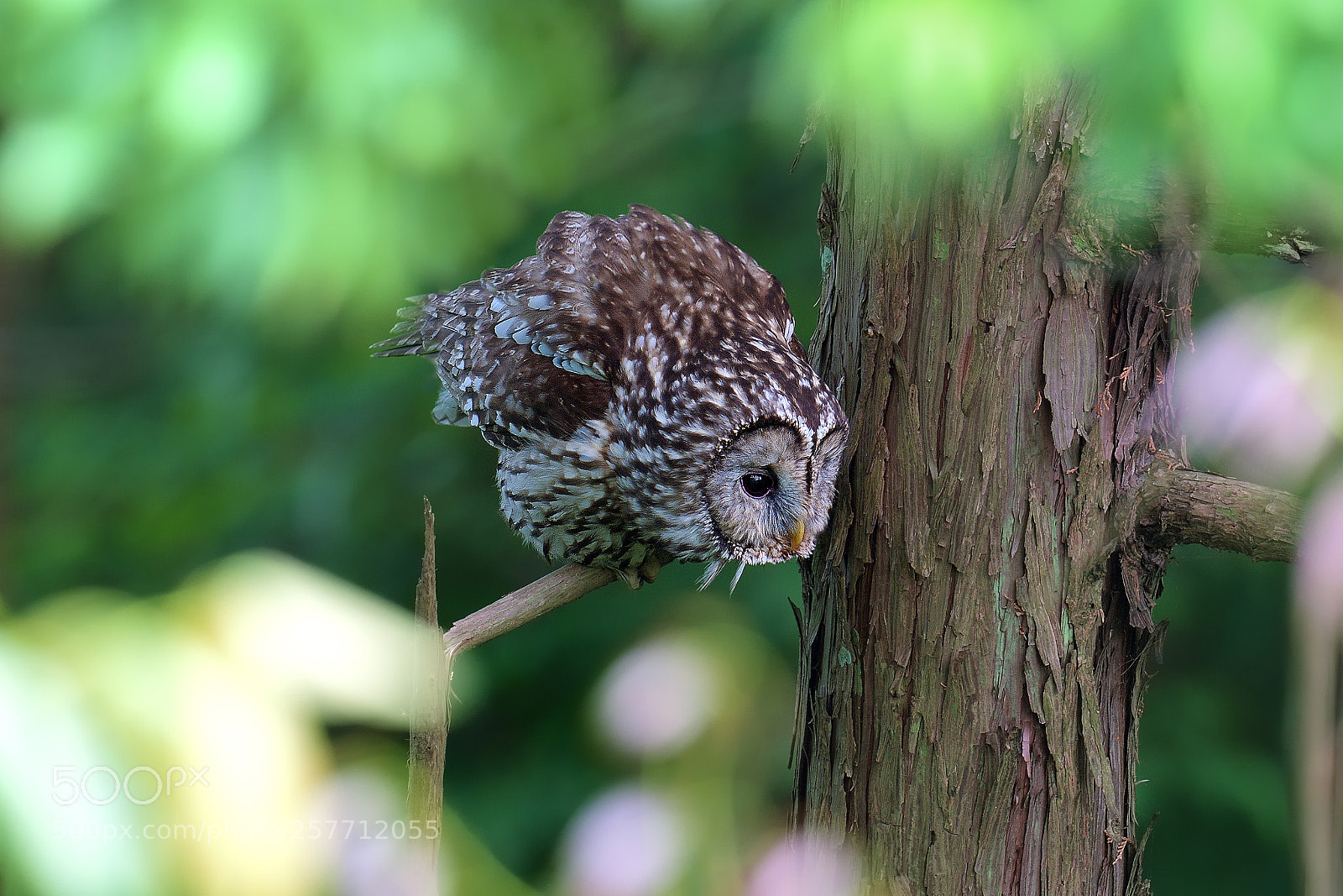 Nikon D500 sample photo. Ural owl rock on photography