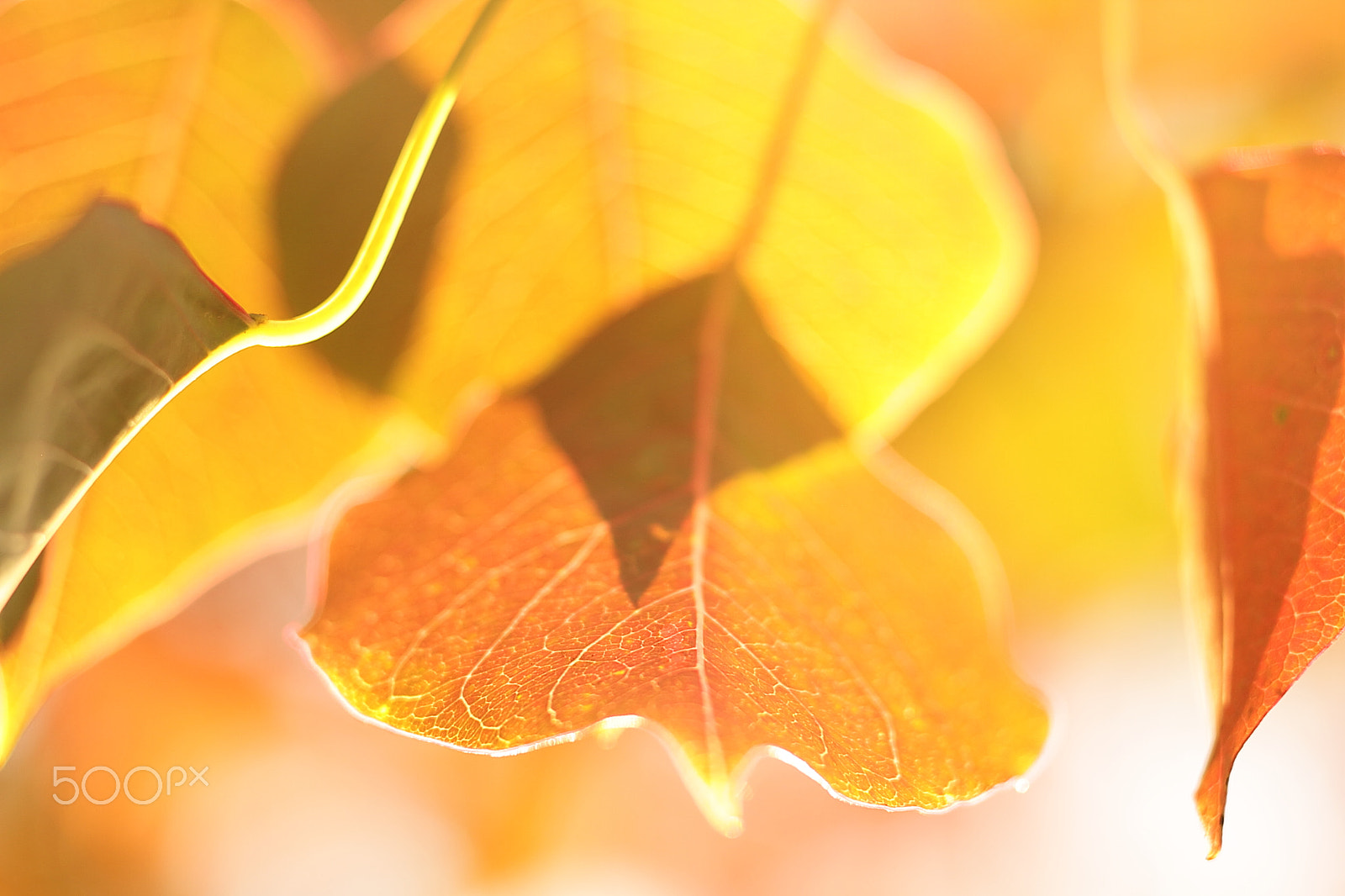 Canon EOS 7D + Canon EF 50mm F1.8 II sample photo. Autumn leaves photography
