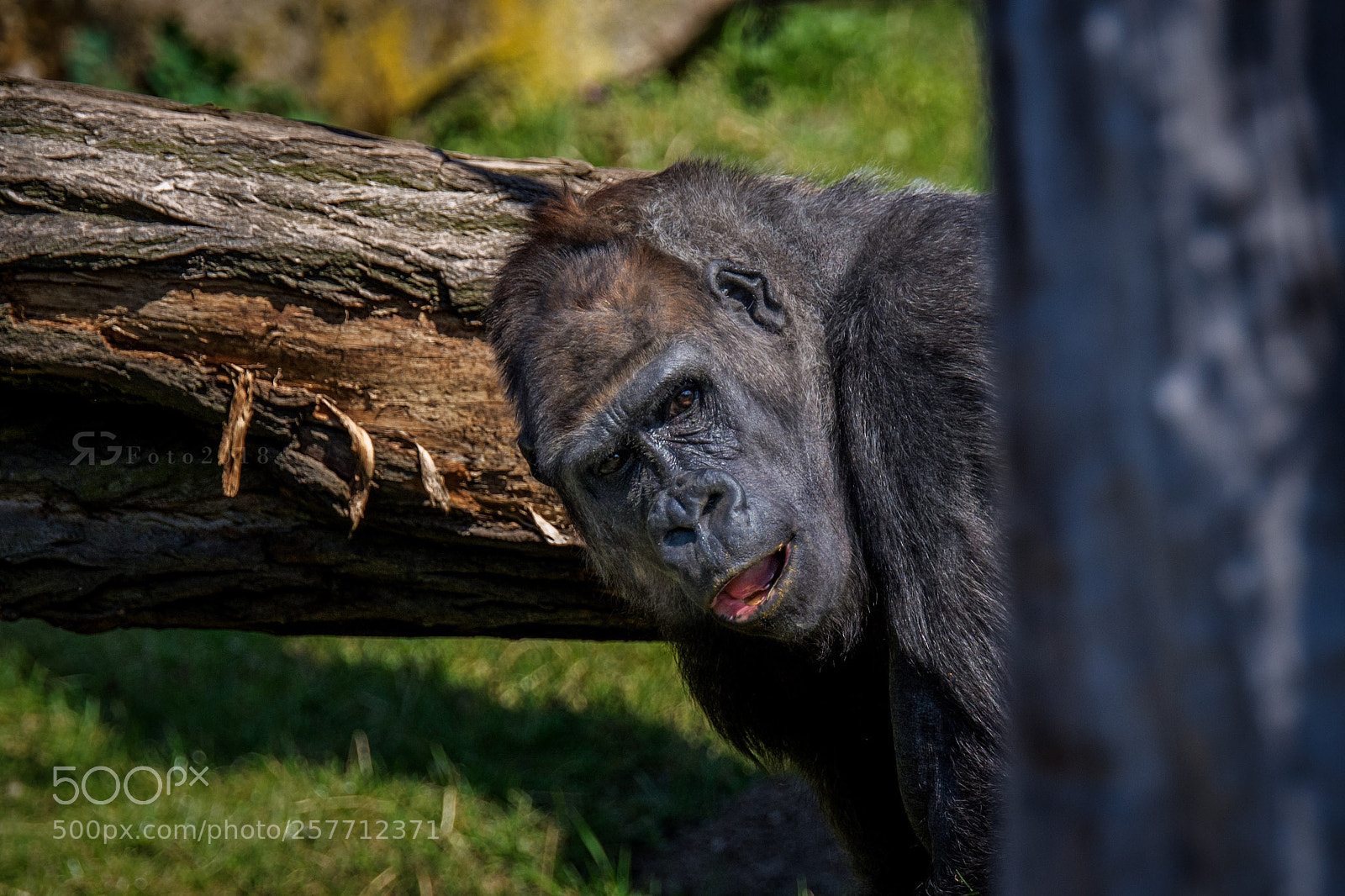 Nikon D7200 sample photo. Gorilla gorilla photography