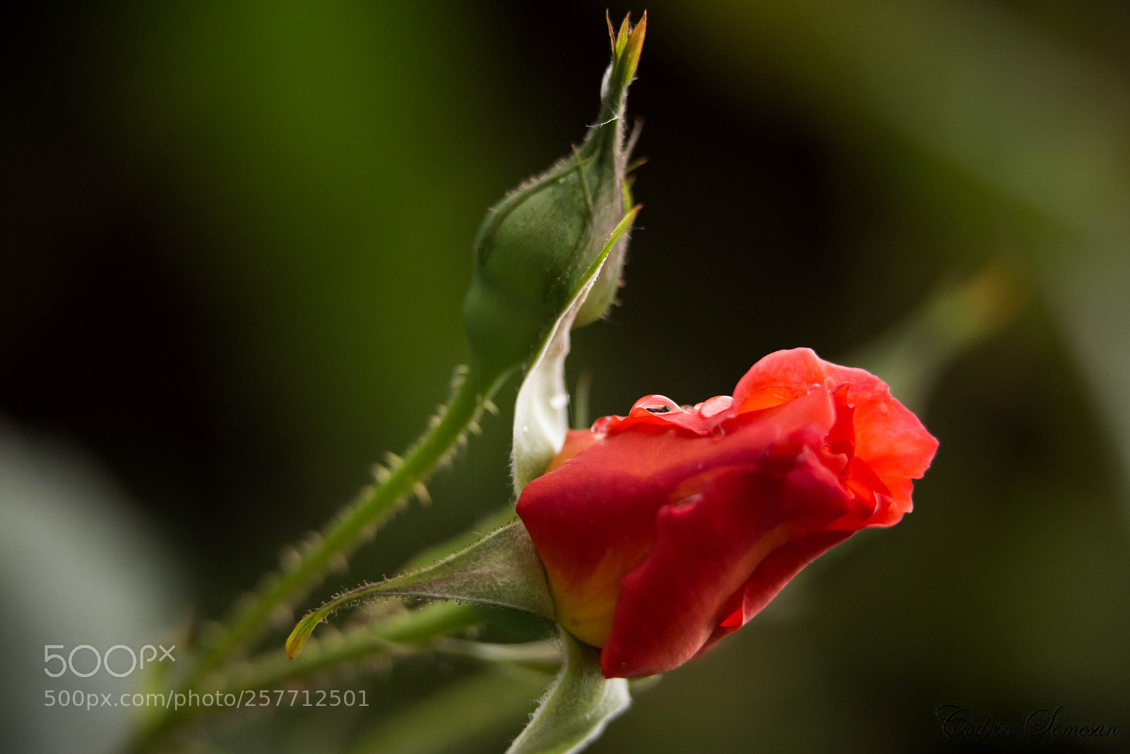 Canon EOS 6D sample photo. Orange rose photography
