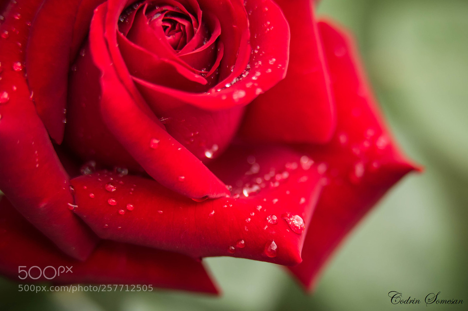 Canon EOS 6D sample photo. Red rose photography