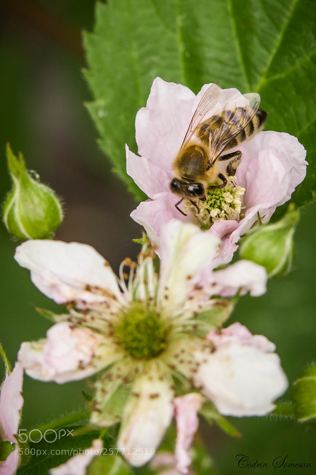 Canon EOS 6D sample photo. Bee on flower photography