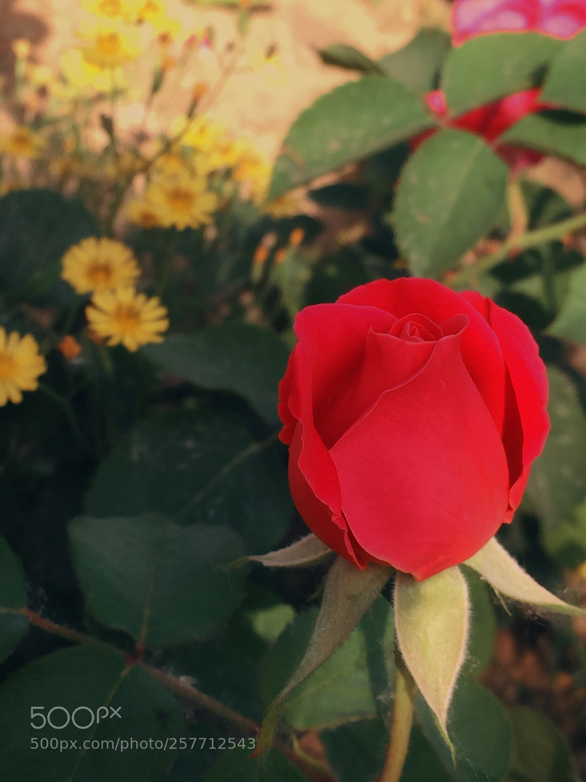 Apple iPhone 6 Plus sample photo. Untitled photography