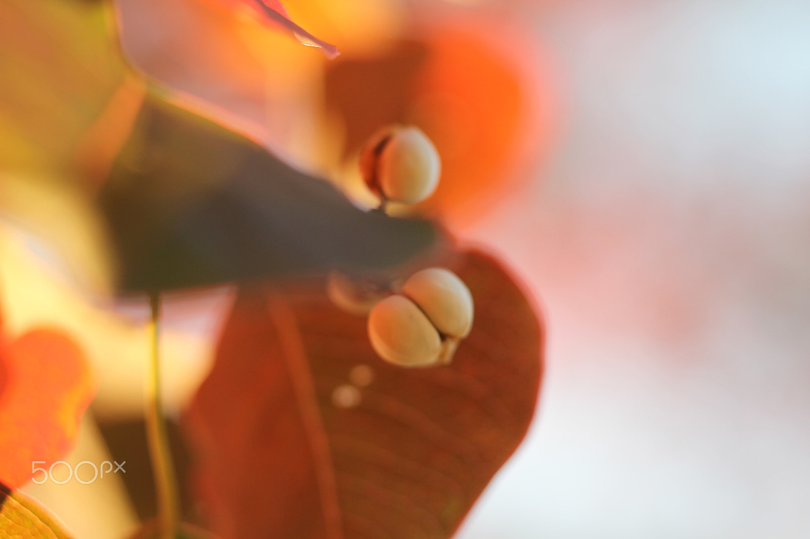 Canon EOS 7D + Canon EF 50mm F1.8 II sample photo. Autumn leaves photography