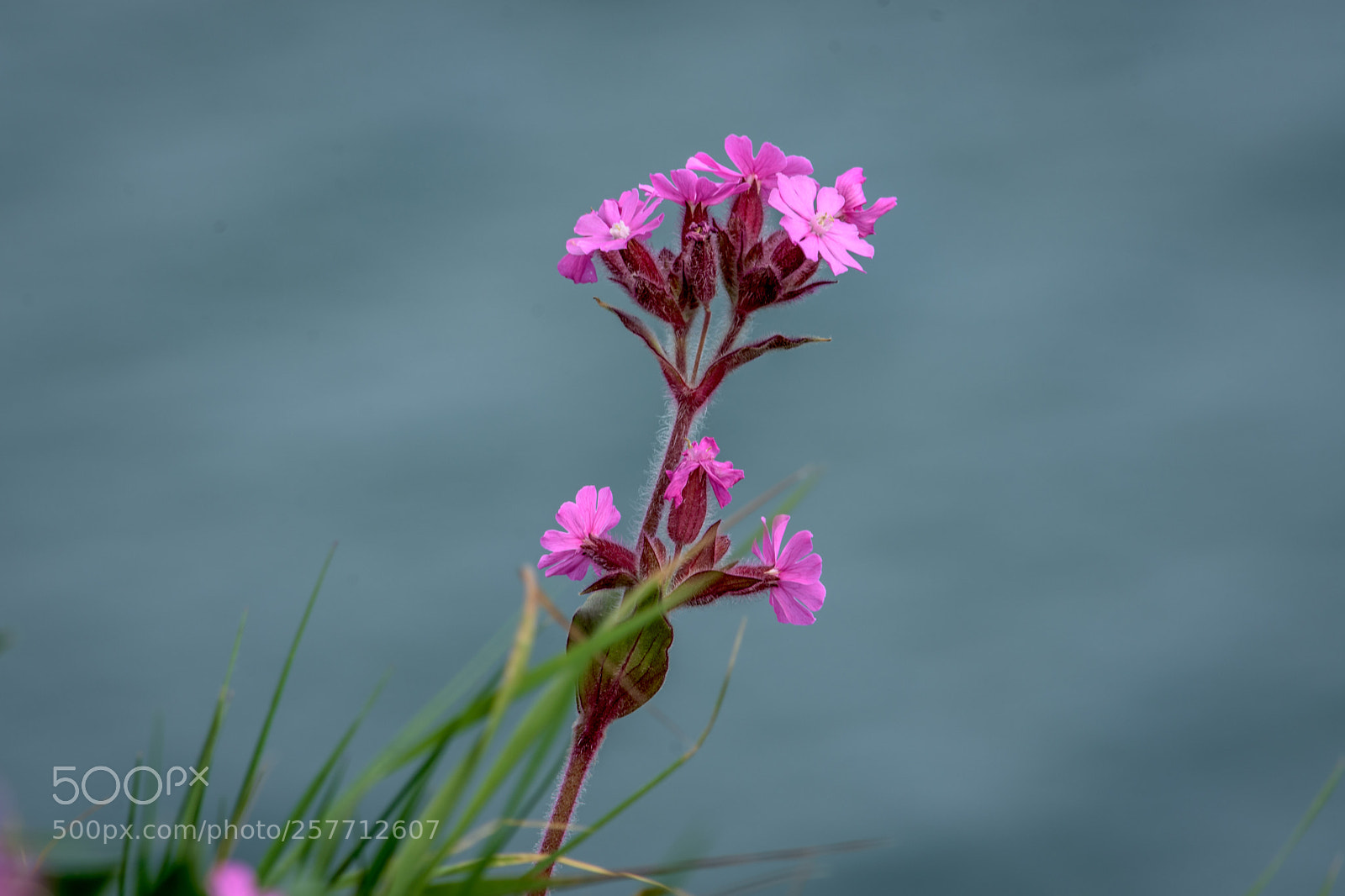 Nikon D7200 sample photo. Red campion at bempton photography