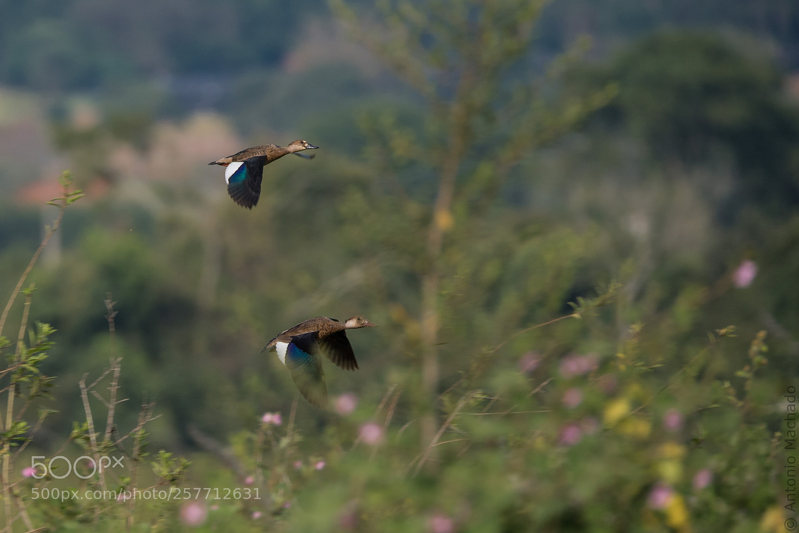 Nikon D750 sample photo. Pair of ducks running photography
