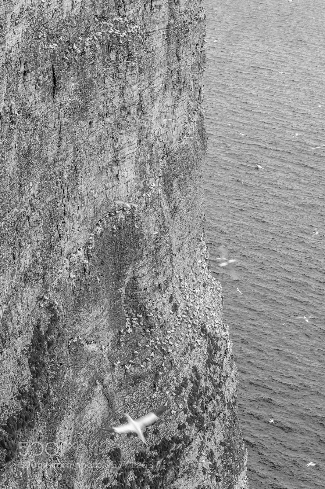Nikon D7200 sample photo. Gannets nesting on cliff photography