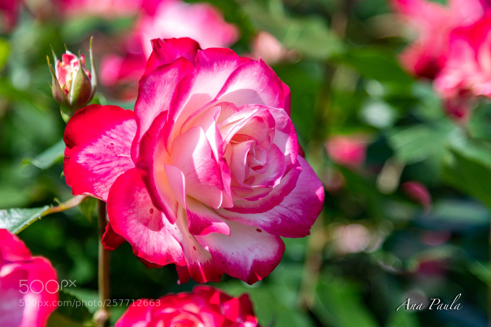 Nikon D500 sample photo. Rose photography