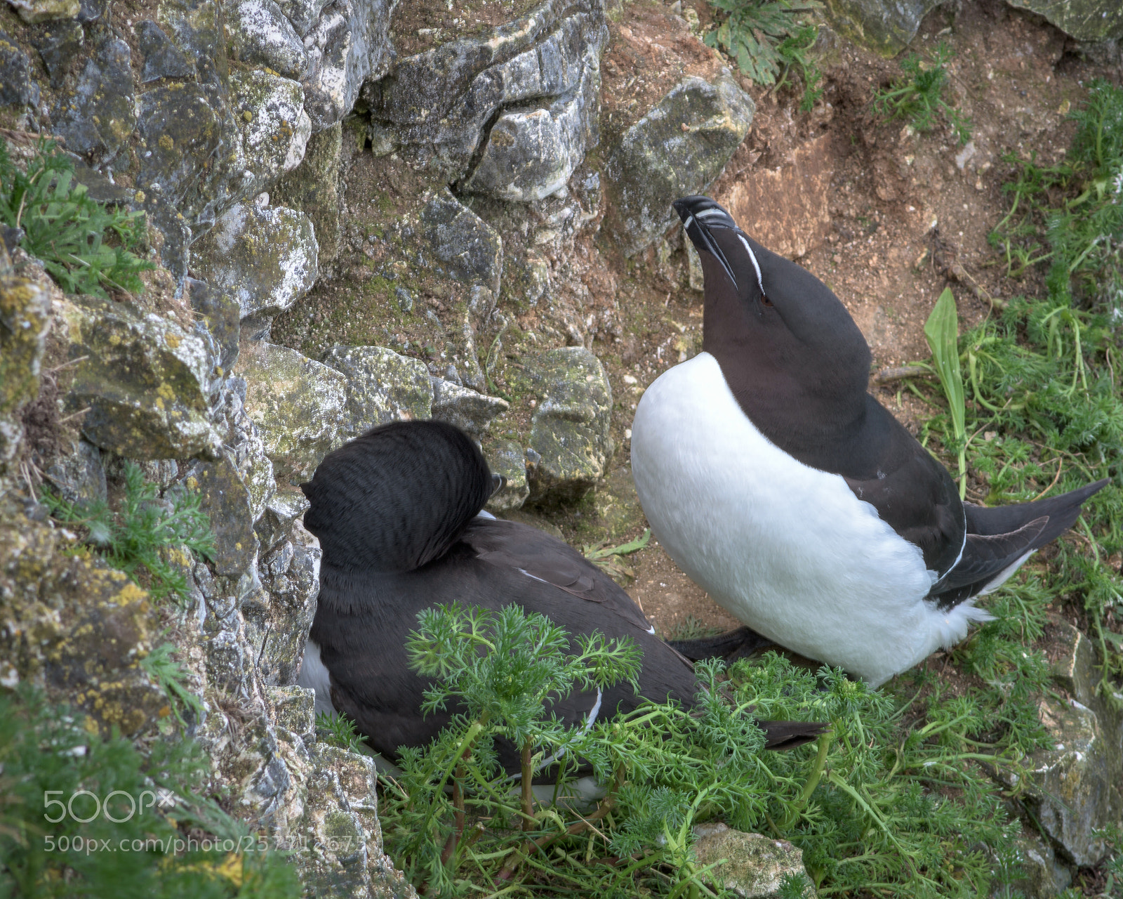 Nikon D7200 sample photo. Razorbills at bempton cliffs photography