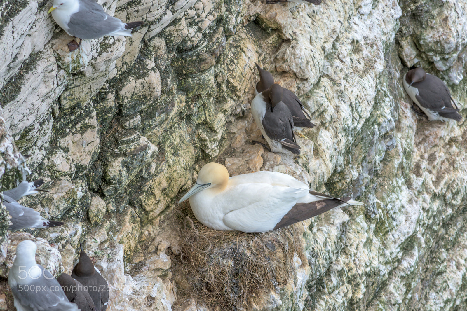 Nikon D7200 sample photo. Gannet nesting with guillemots photography