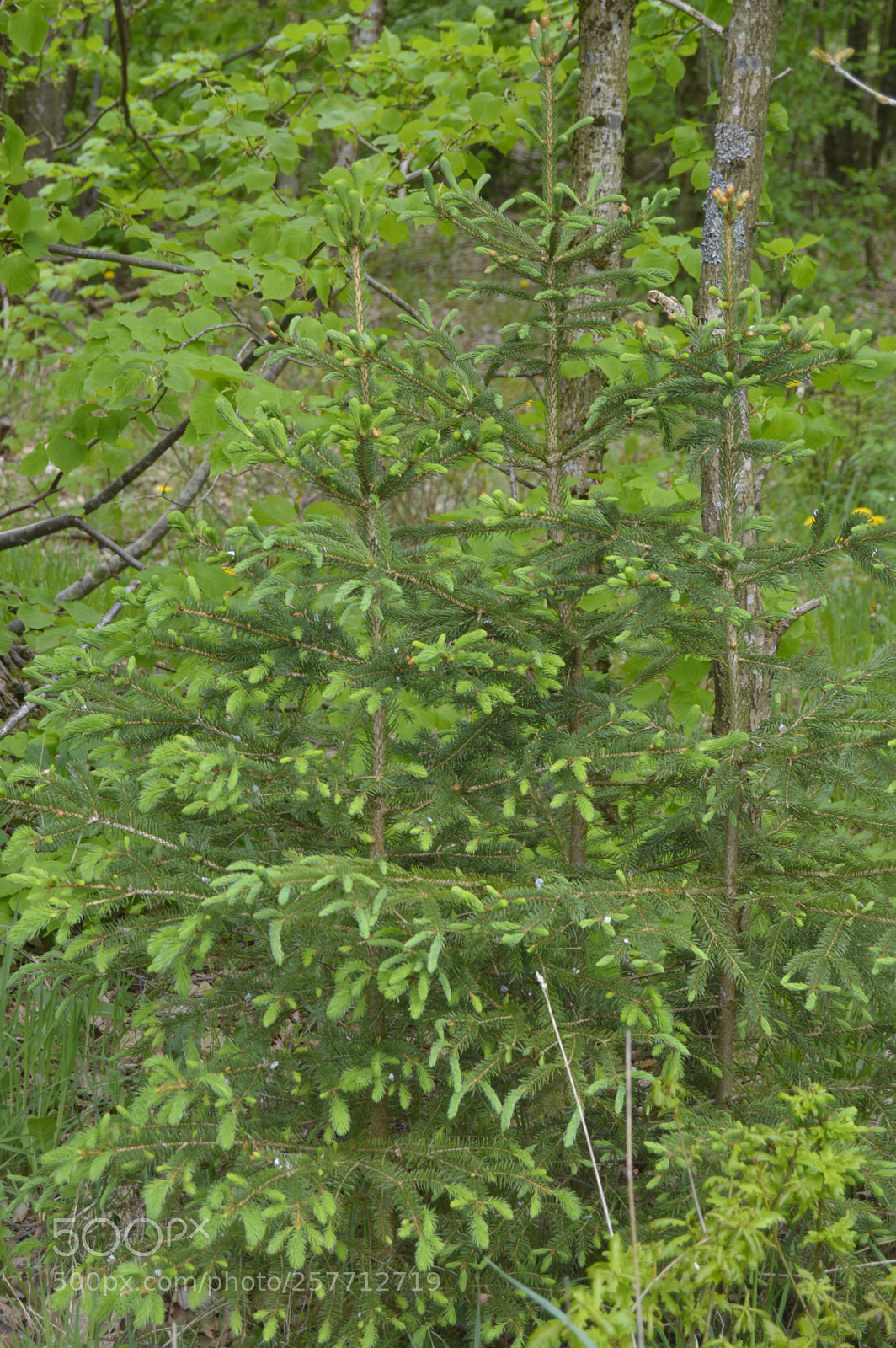 Nikon D3200 sample photo. Dansk natur photography