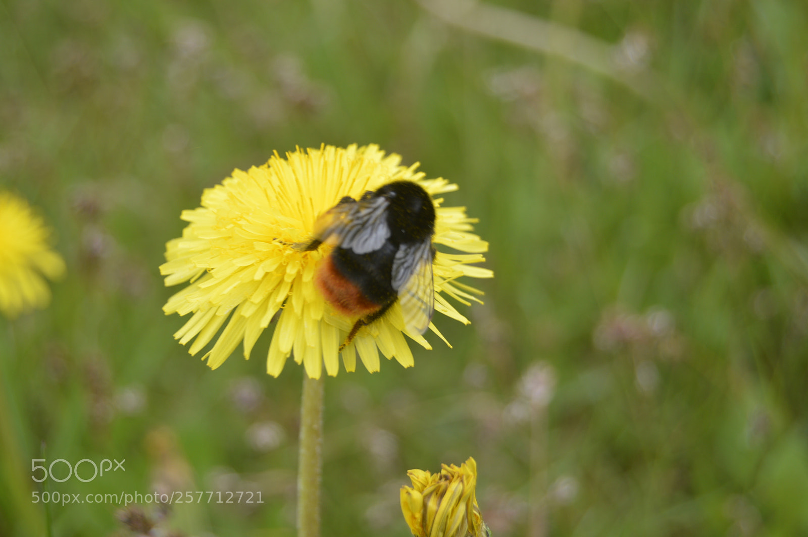 Nikon D3200 sample photo. Dansk natur photography