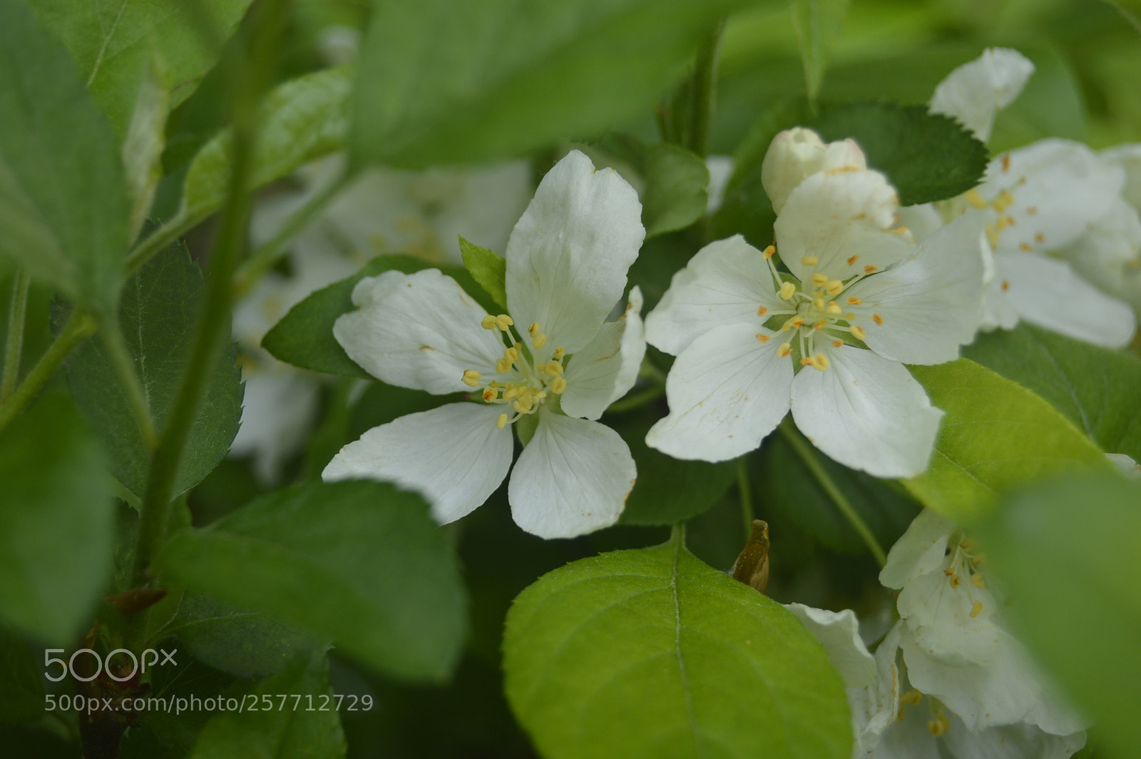 Nikon D3200 sample photo. Dansk natur photography