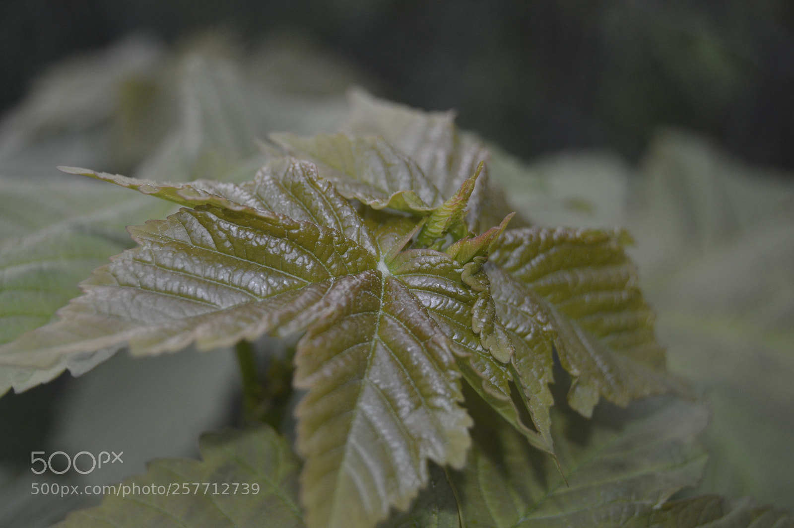 Nikon D3200 sample photo. Dansk natur photography